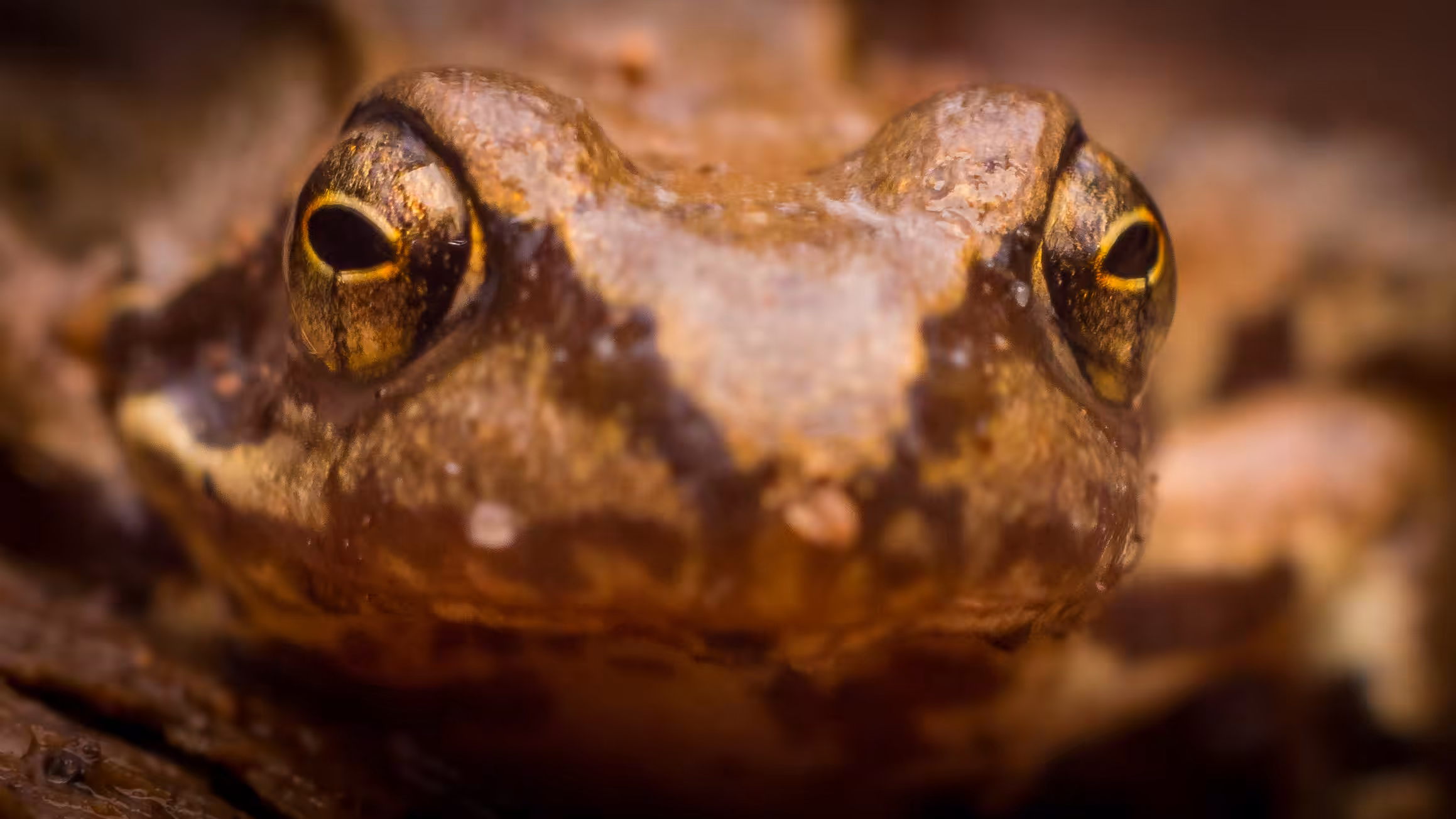 Toads & Frogs #05