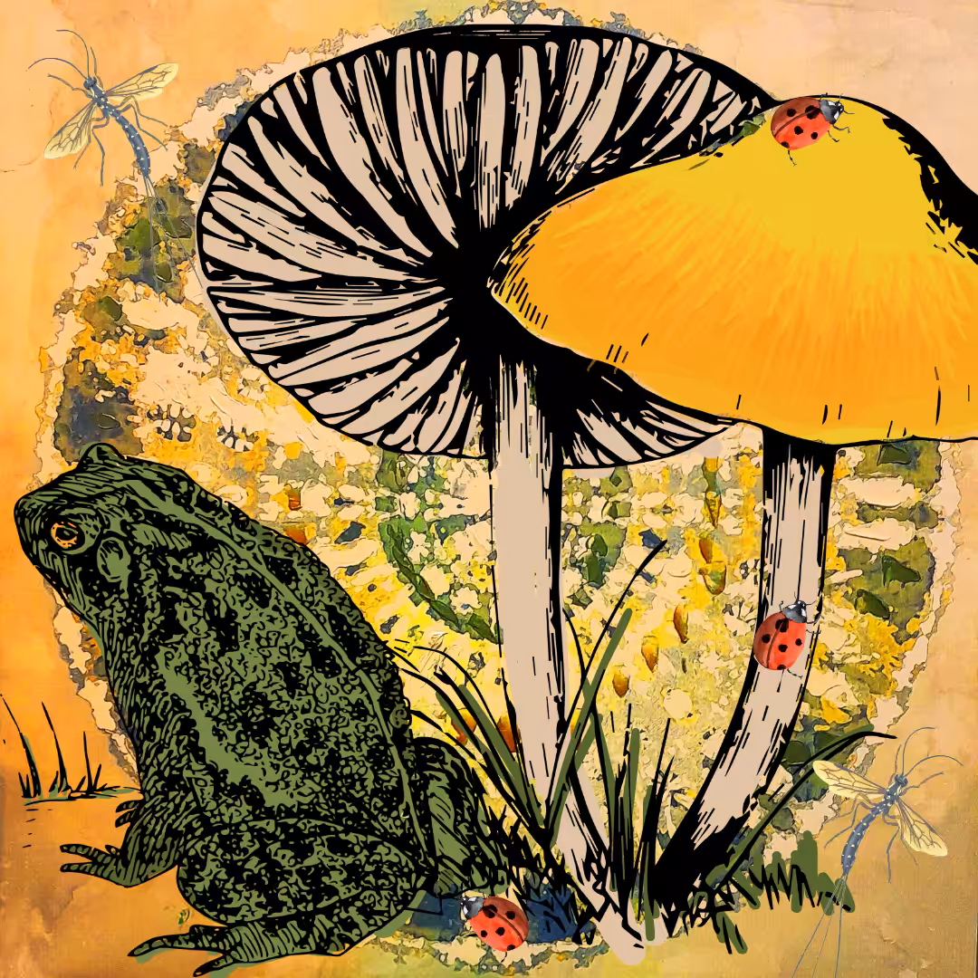 Toadstool Frog