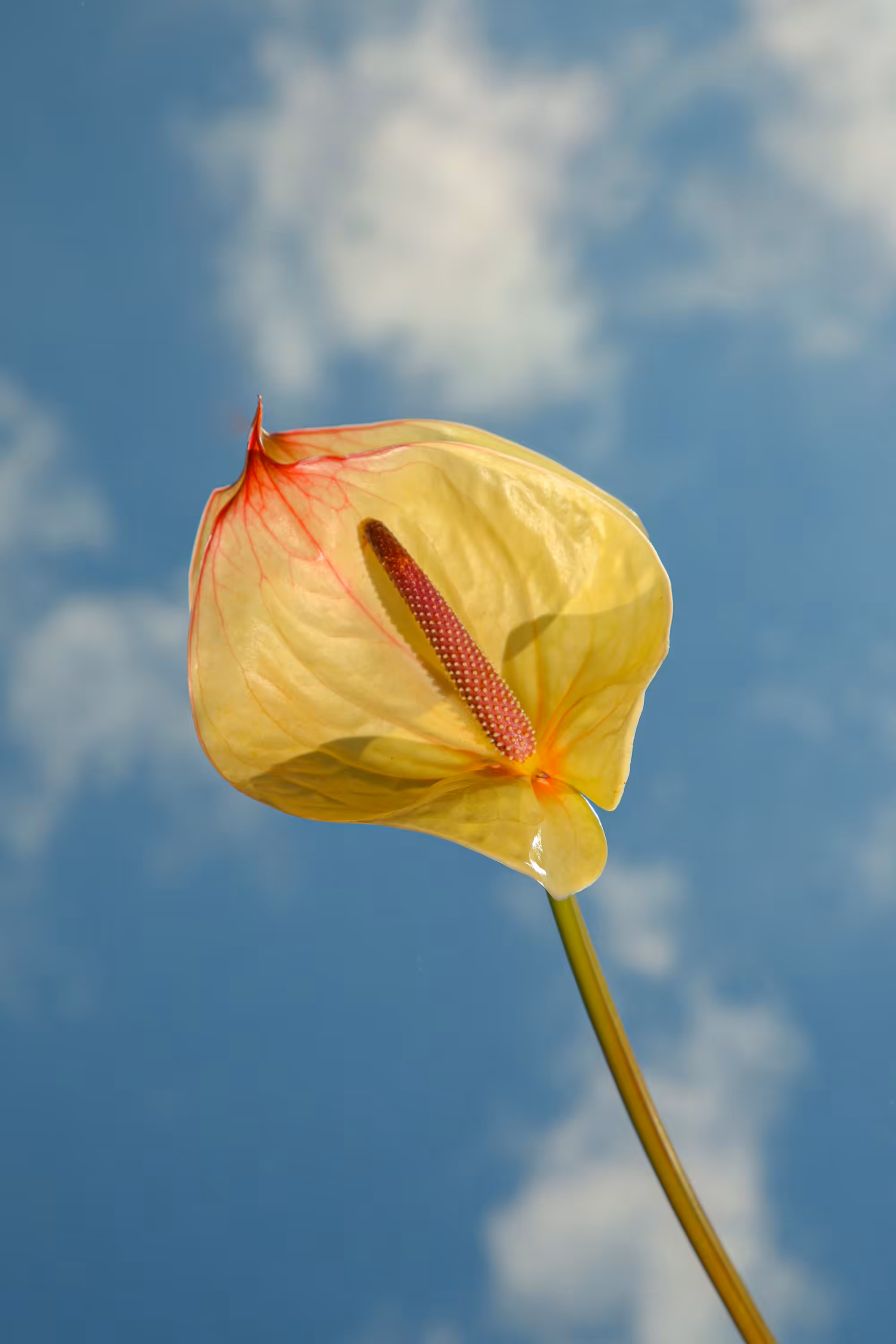 A Stem For You