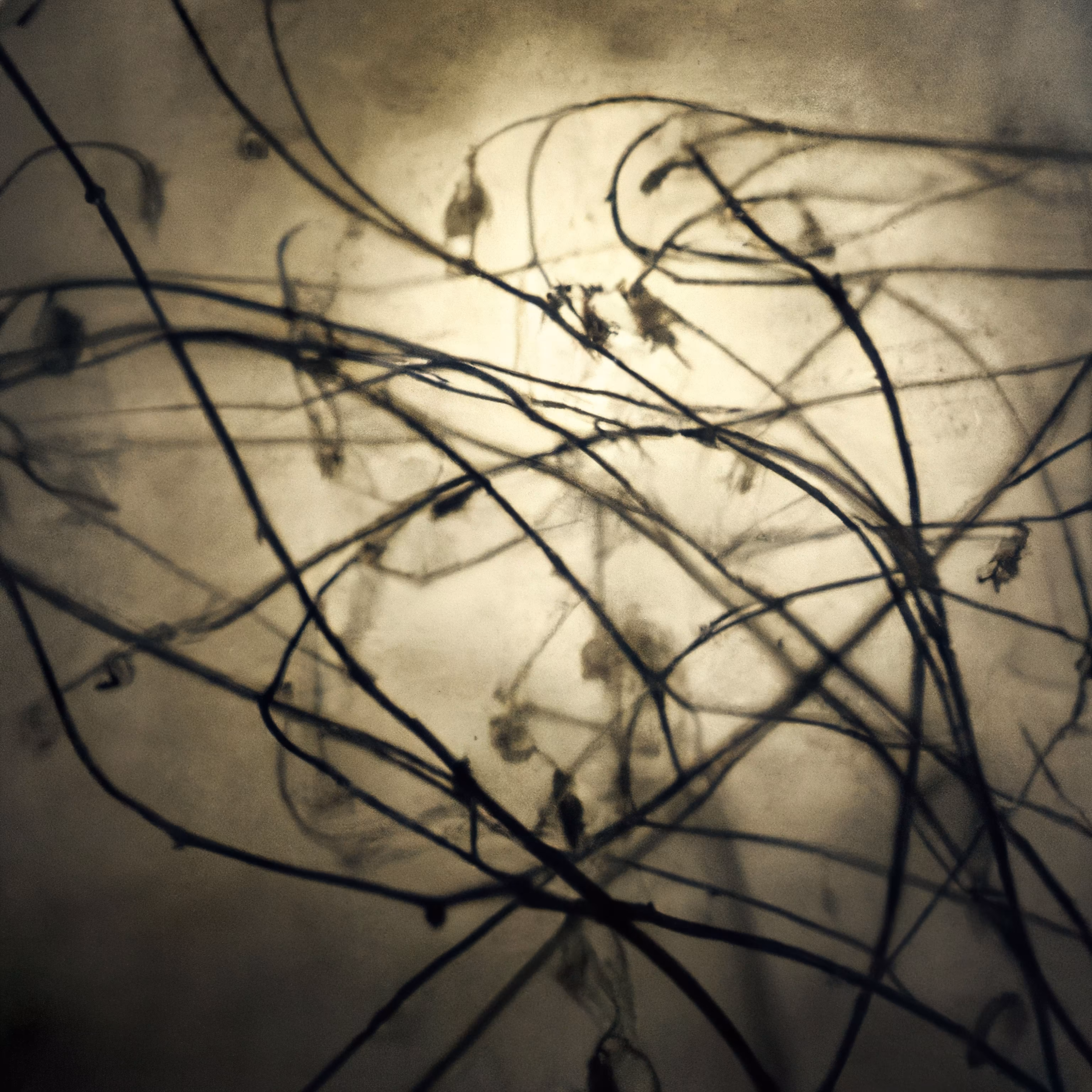 Broken Branches III