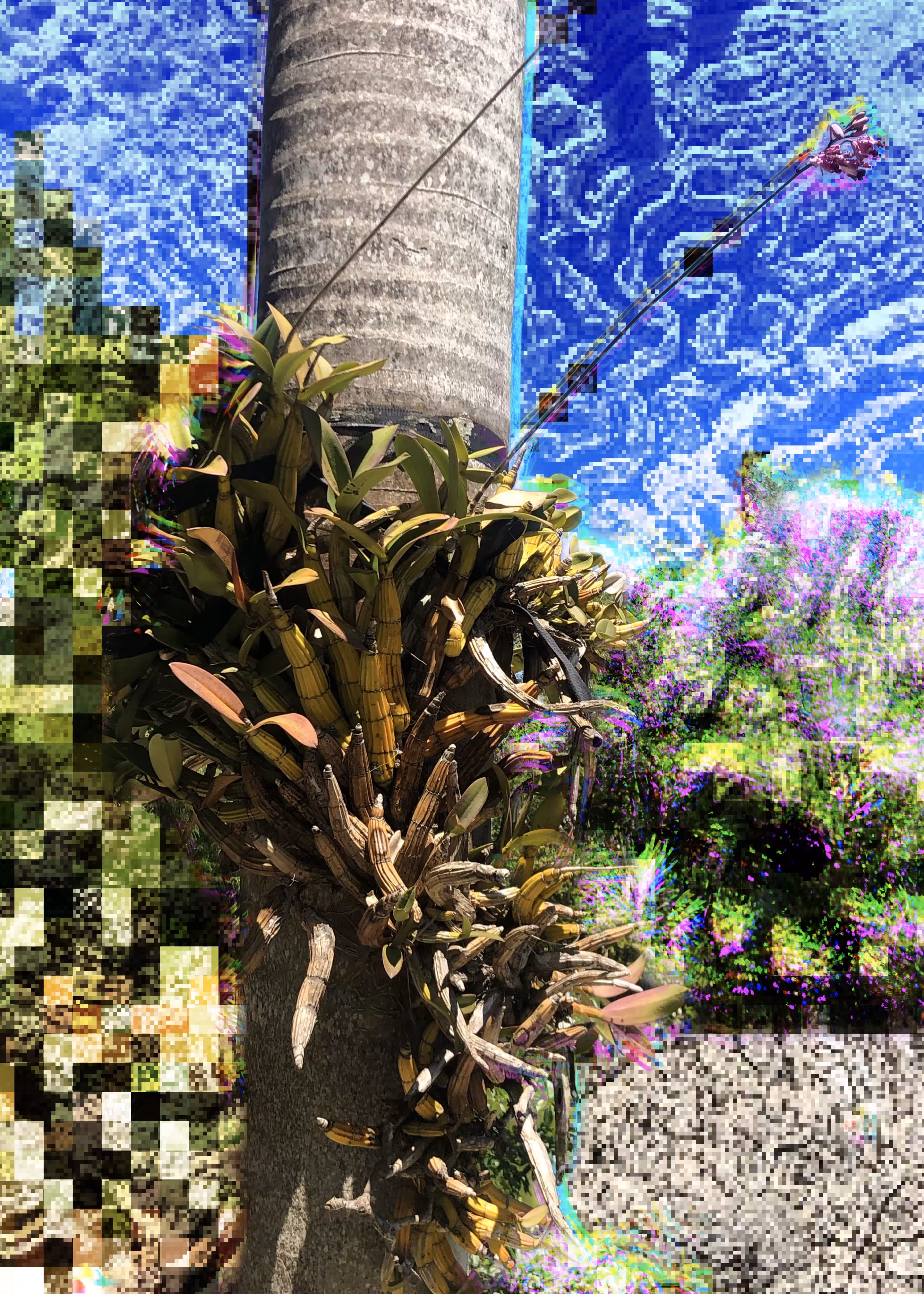 Lagoon 
