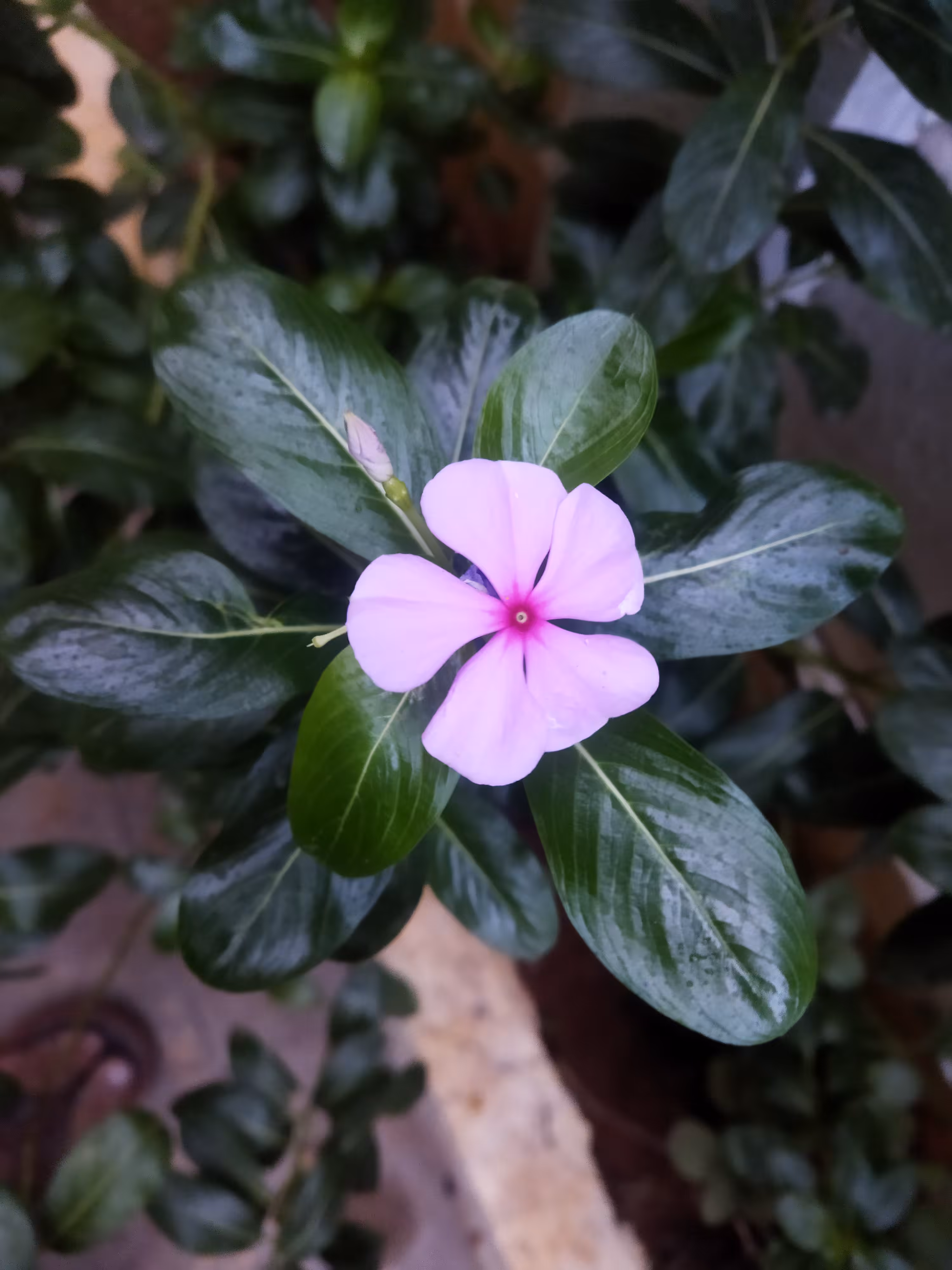 A Madagascar Periwinkle