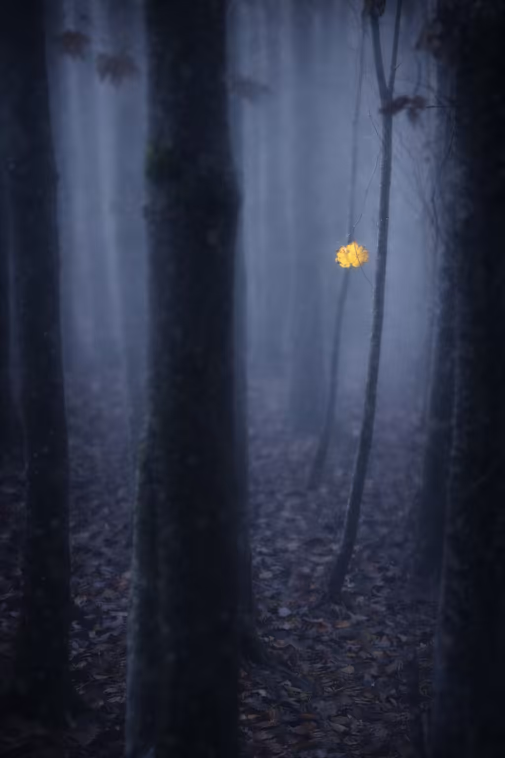 Broken in the fog