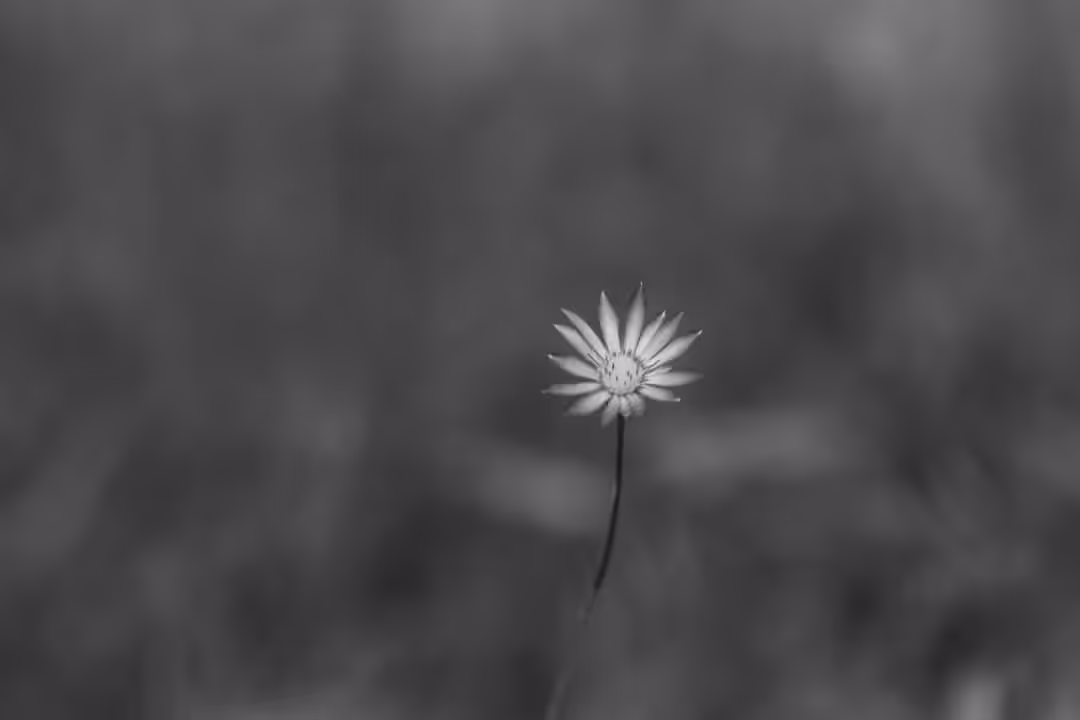 summer flower