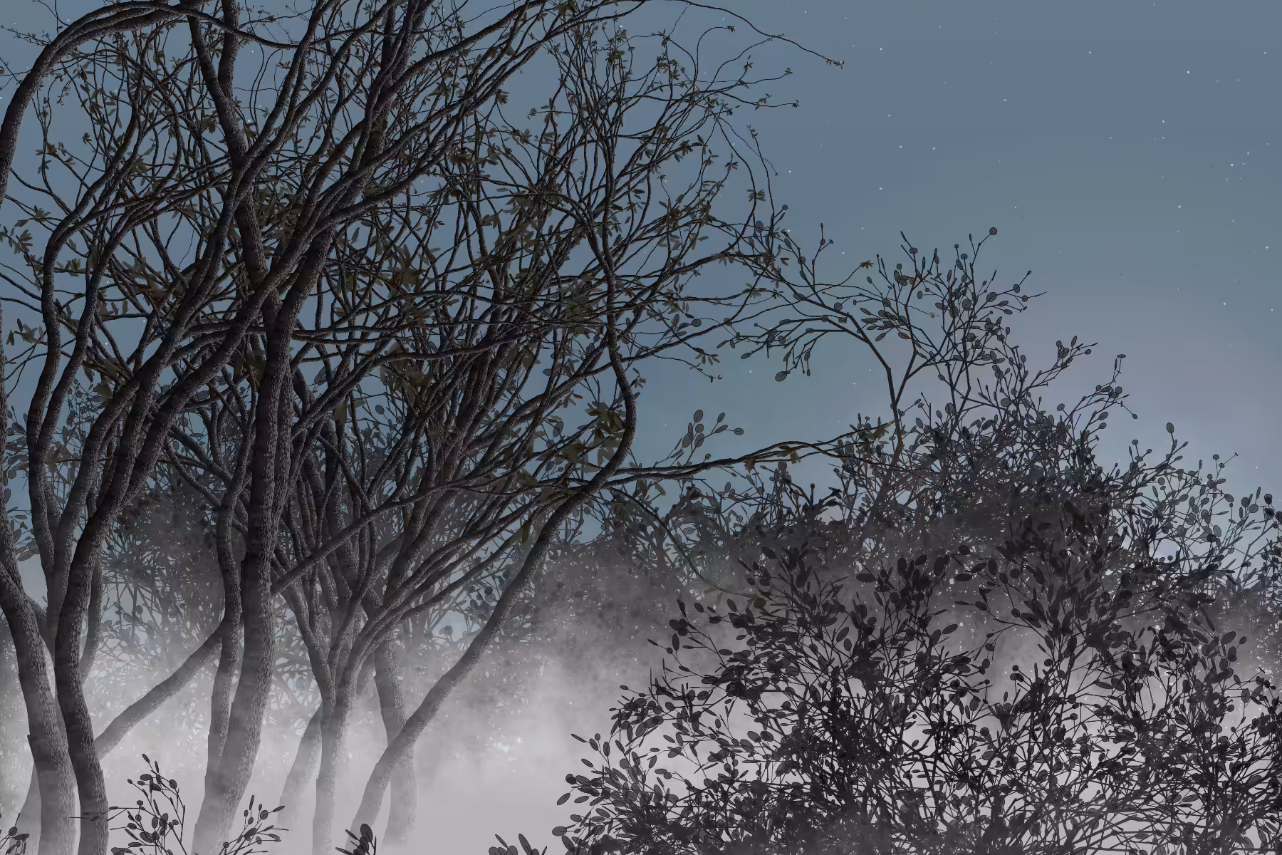 Morning Mist #62