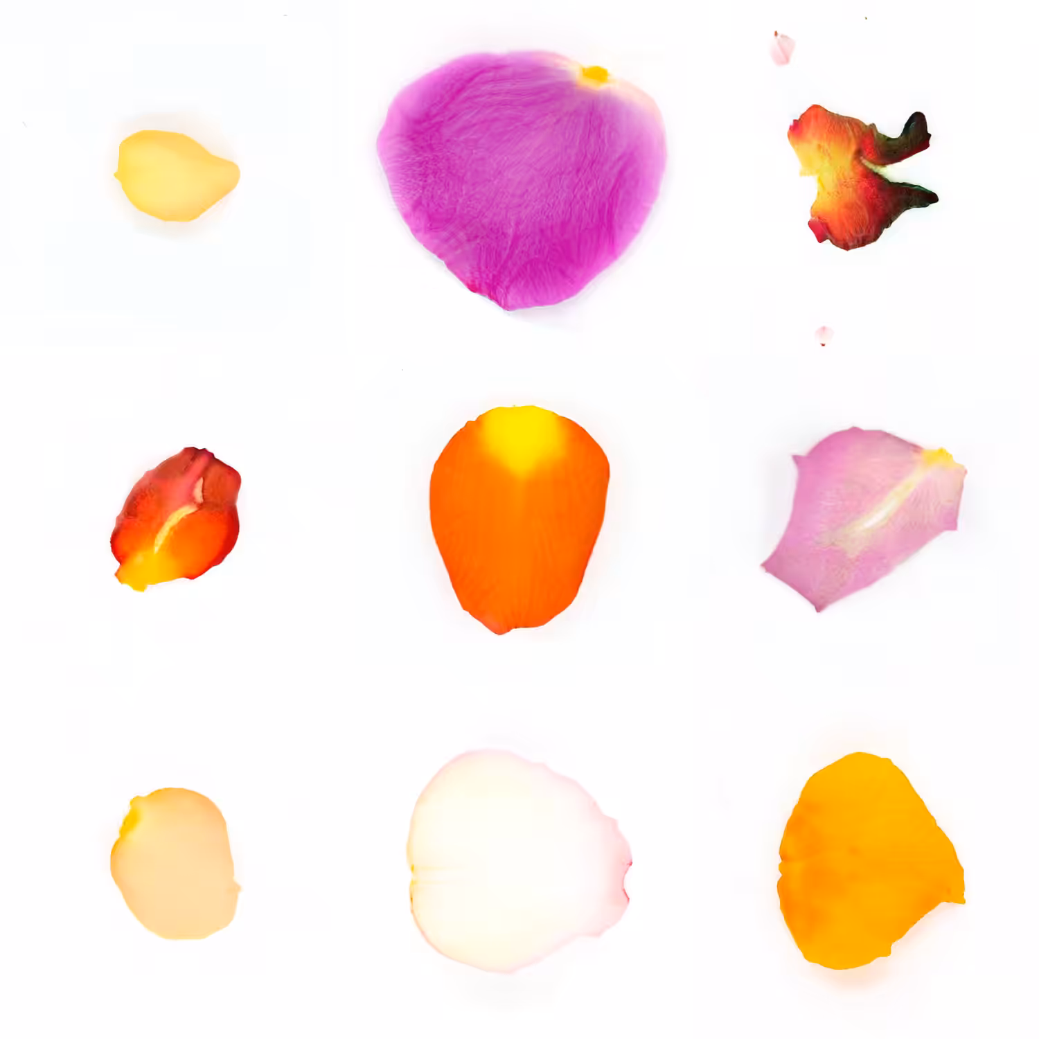 Study for Generated Petals #1