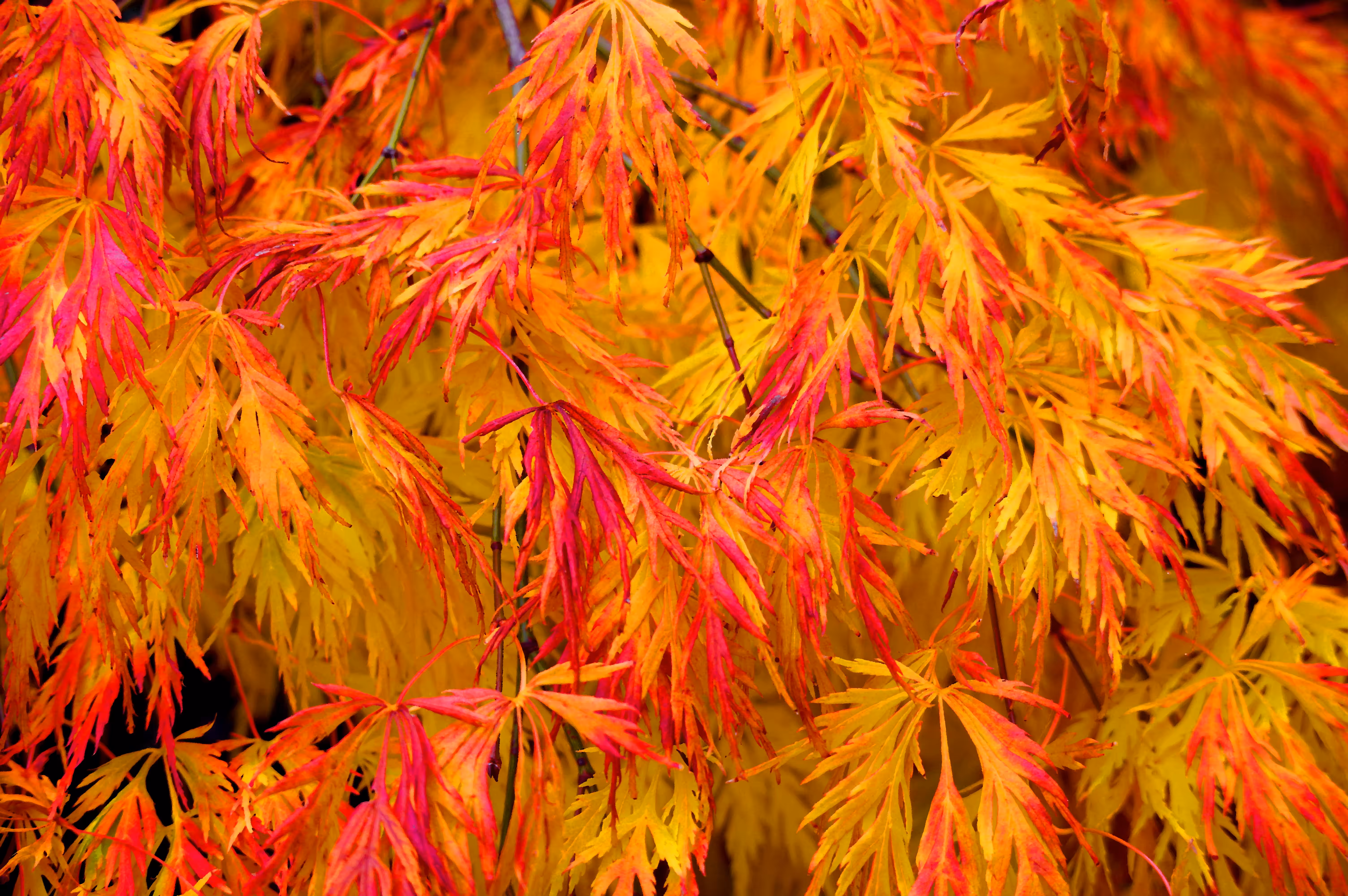 Autumnal Paint