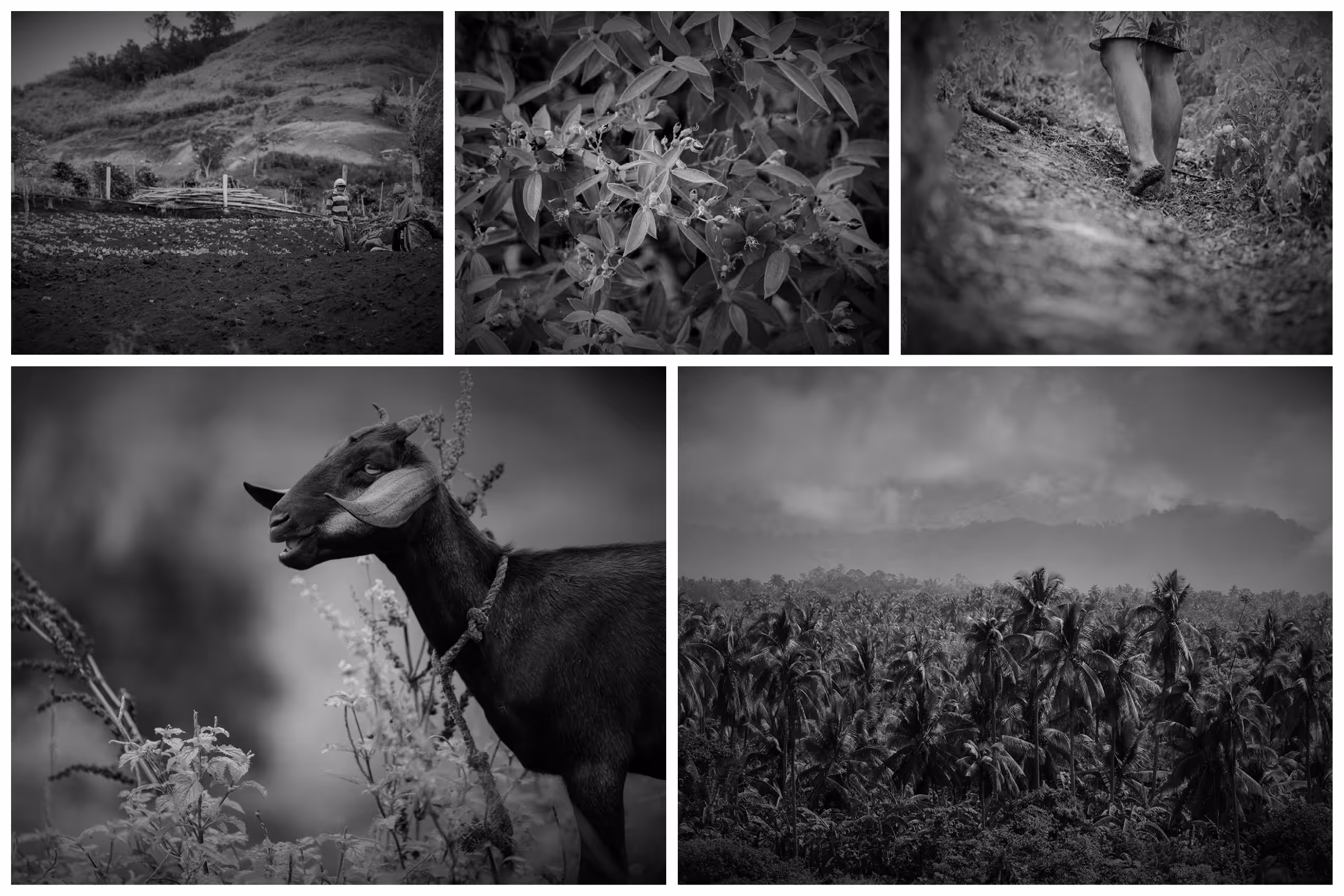 "The Fields of Grey Montage 1" 