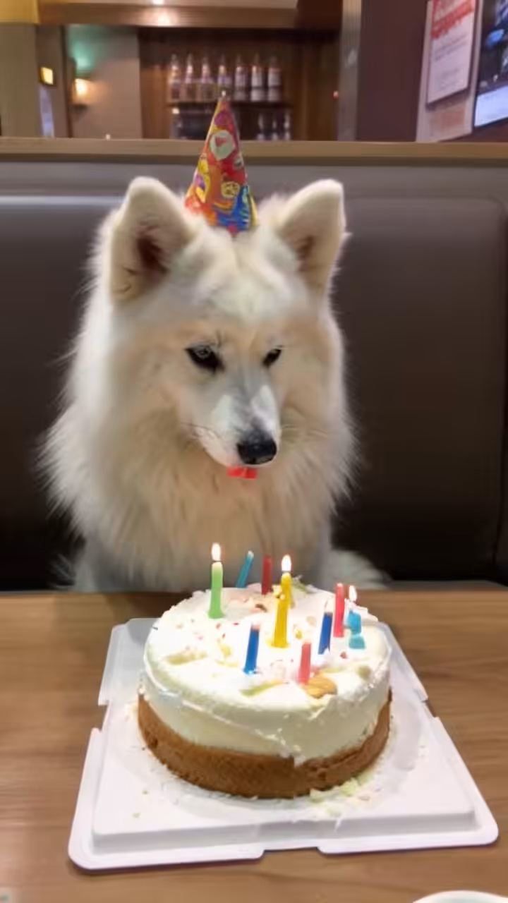 Dog cuts birthday cake using a knife