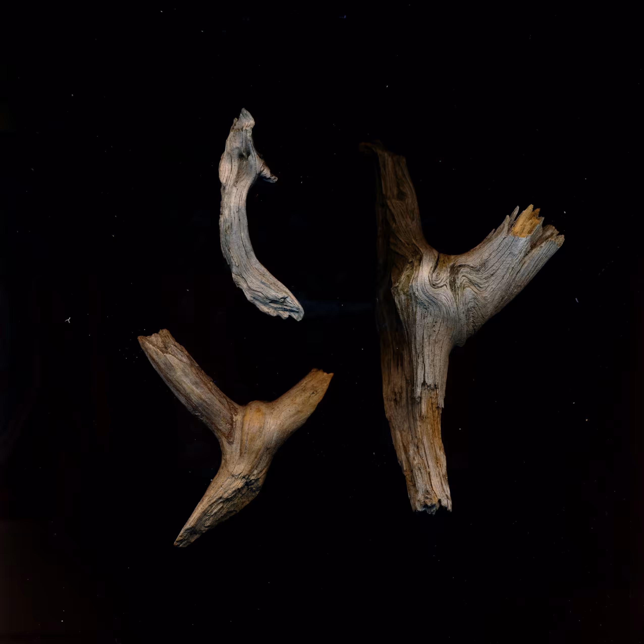 Cueillette de forêt - I