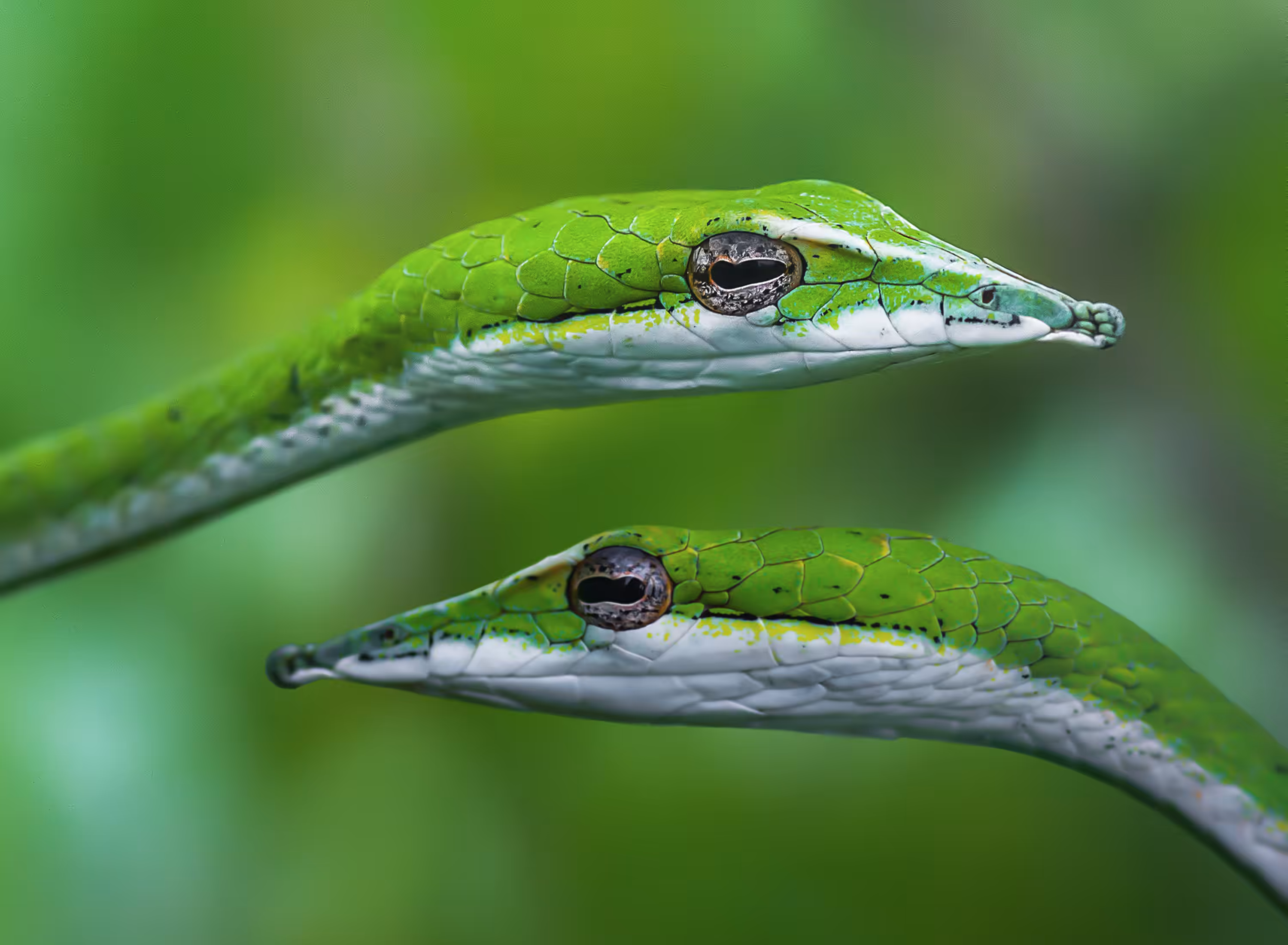 Green Vine Snake