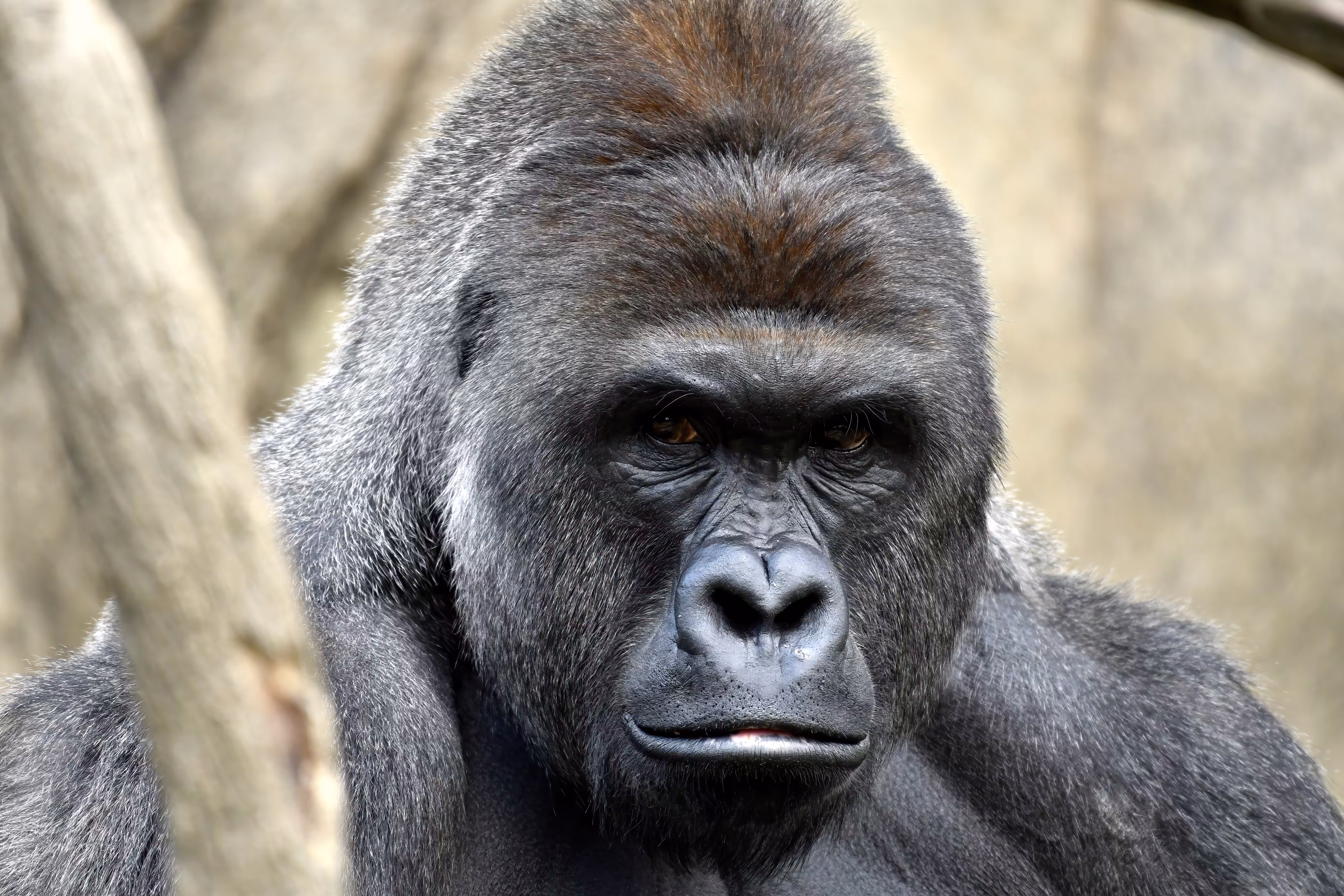 HARAMBE: LEGENDS #405