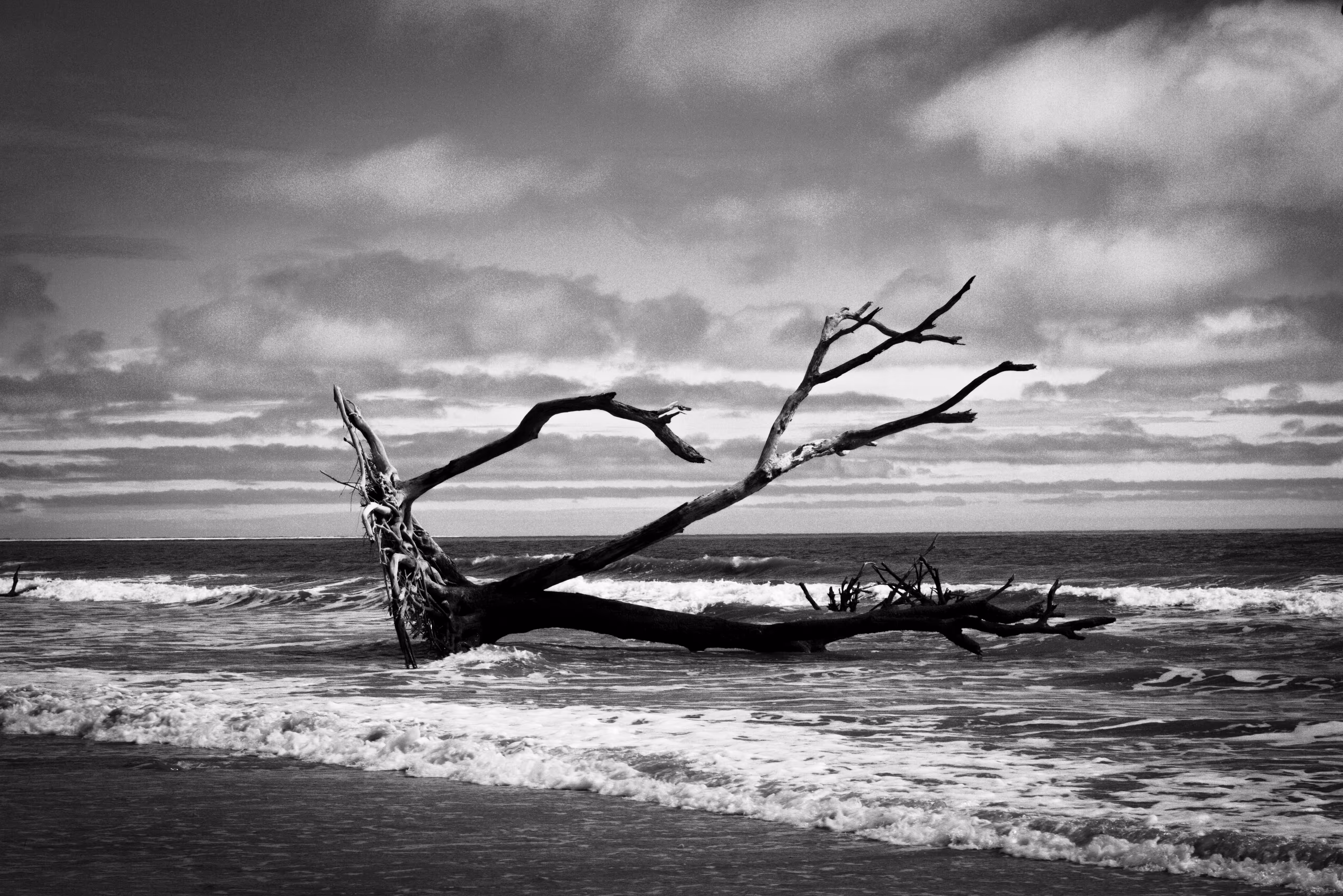 Rodeo posts: fallen bw