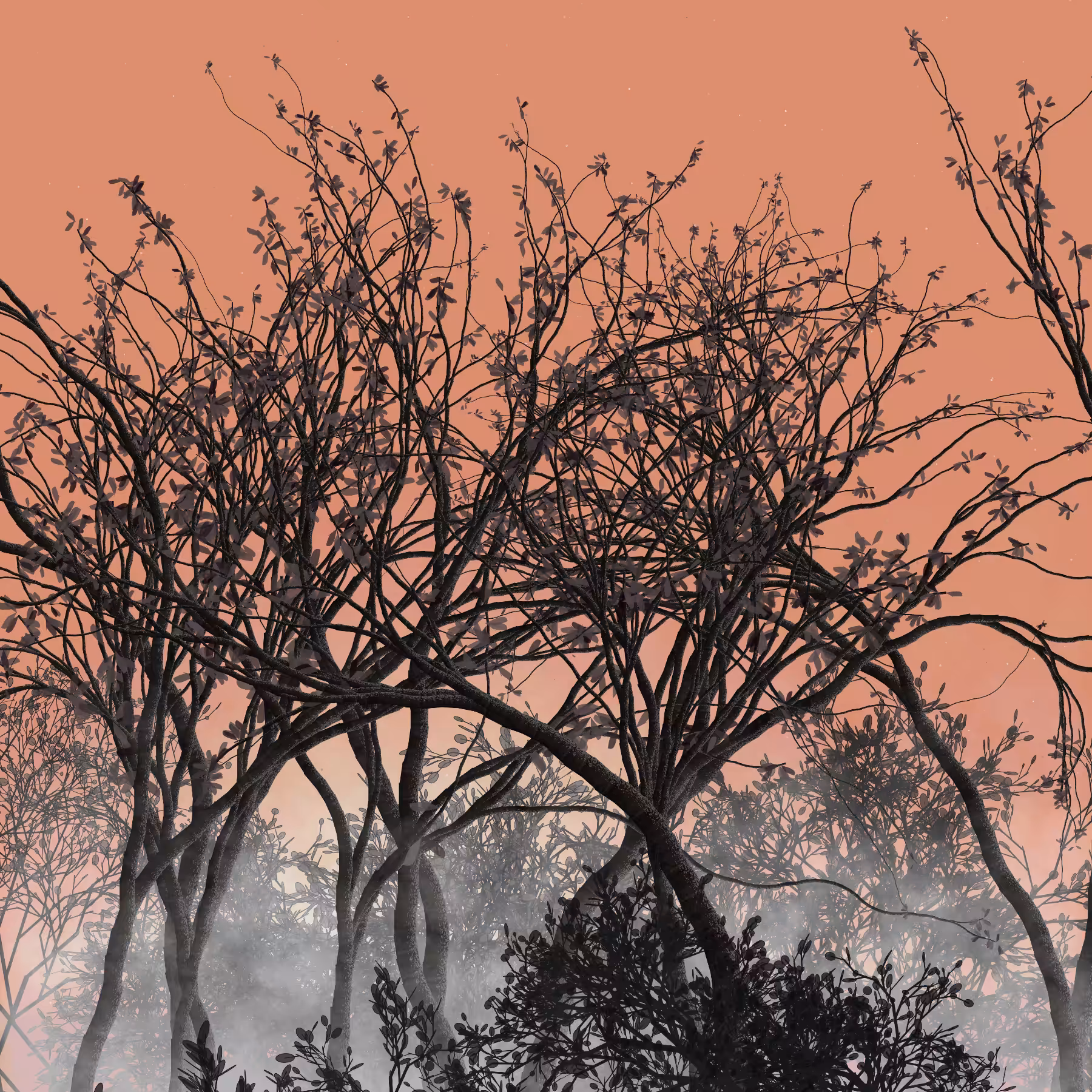 Morning Mist #144