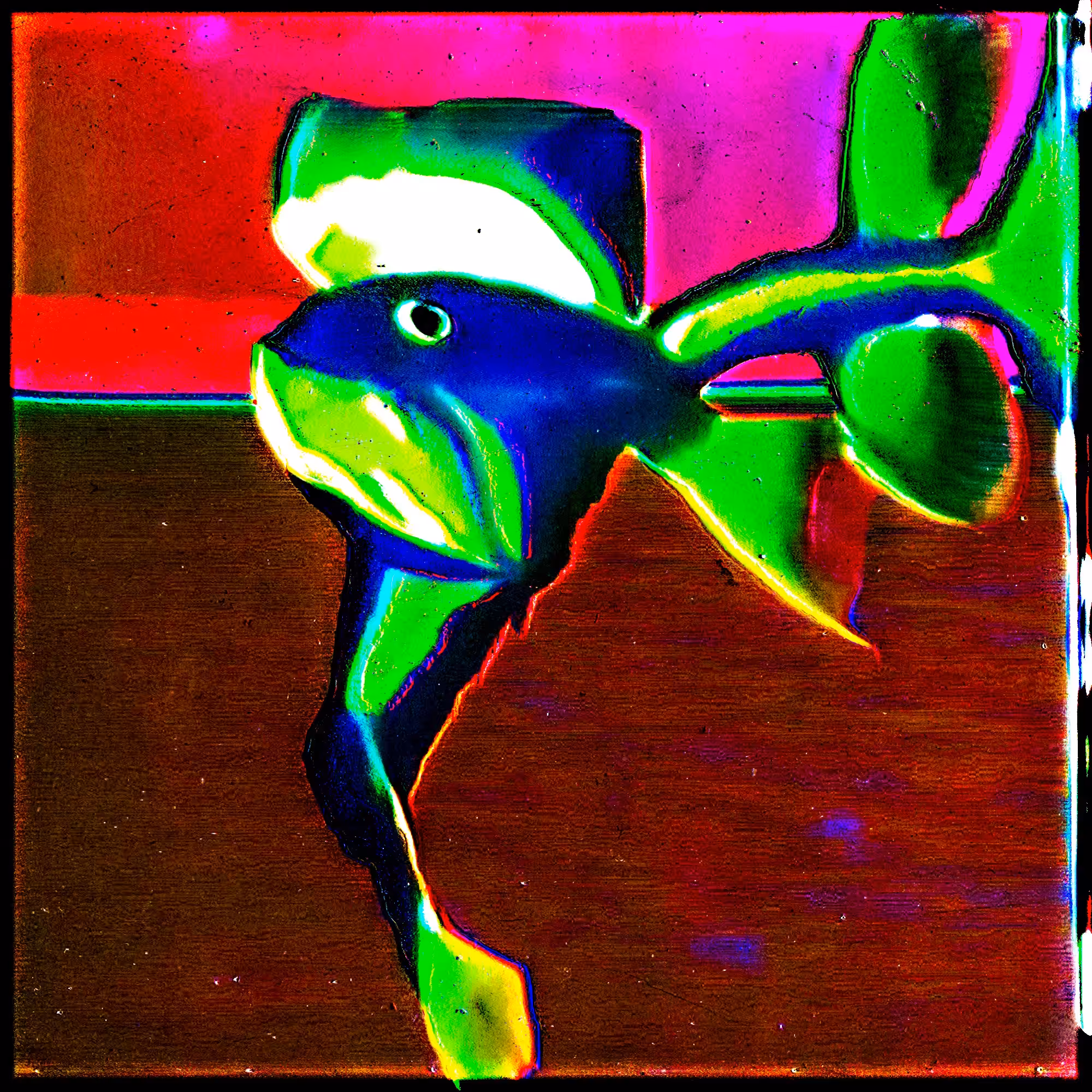 Pinnamugil turbidus (72)