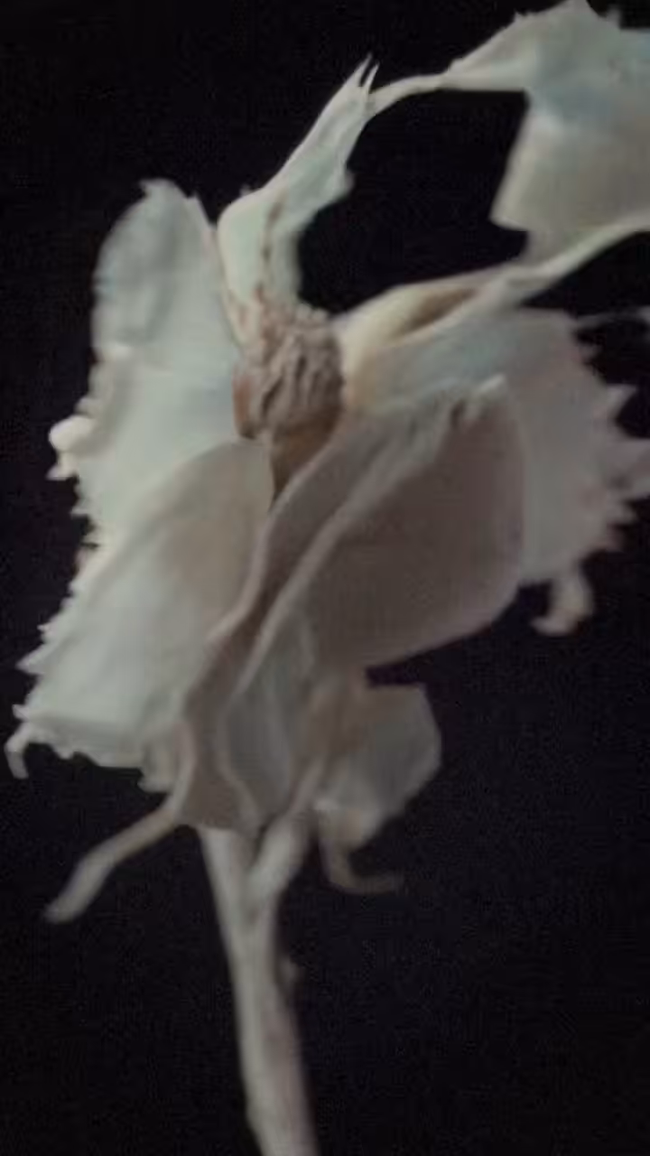 Pale #1
