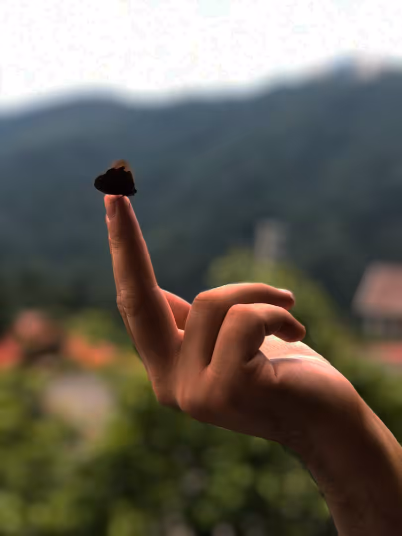 Butterfly