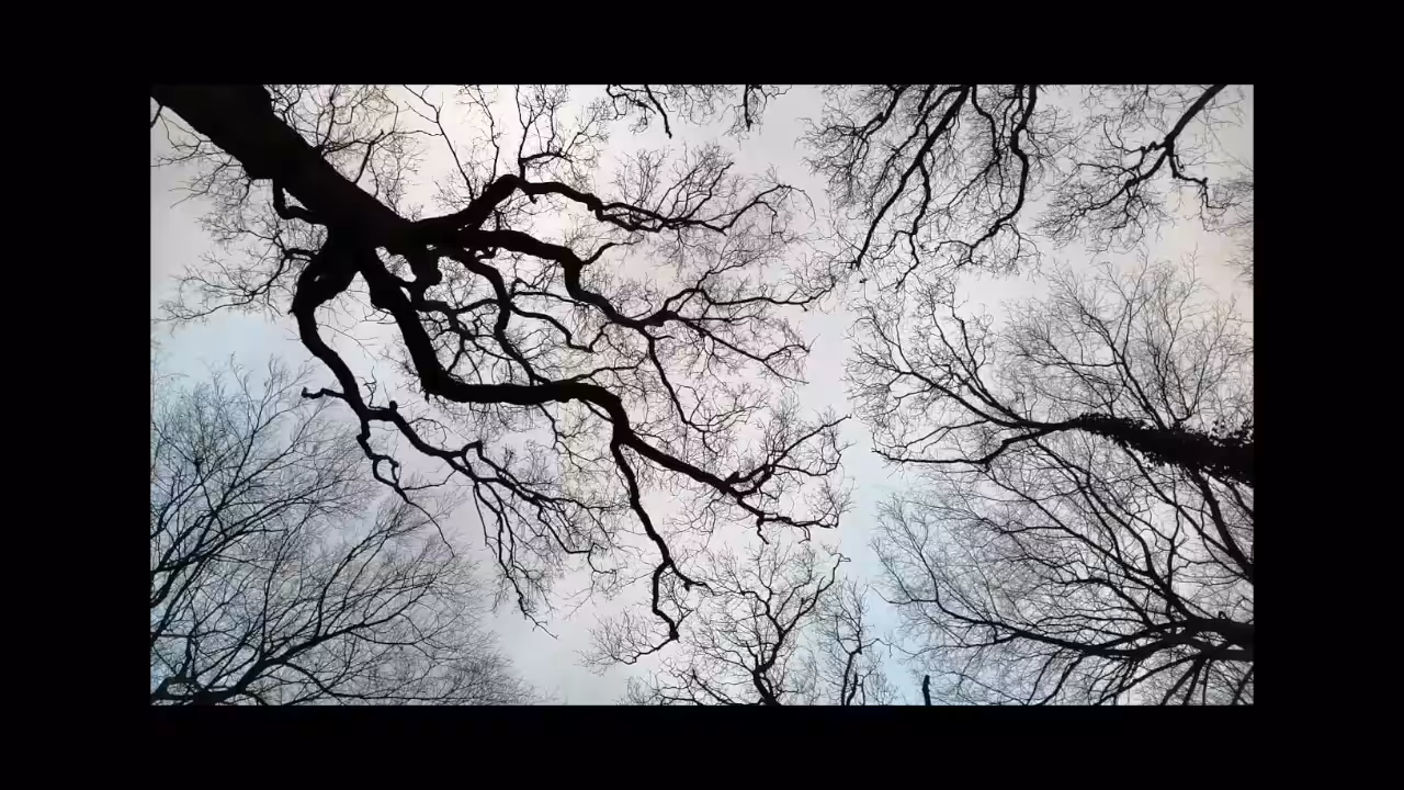 Crown Shyness