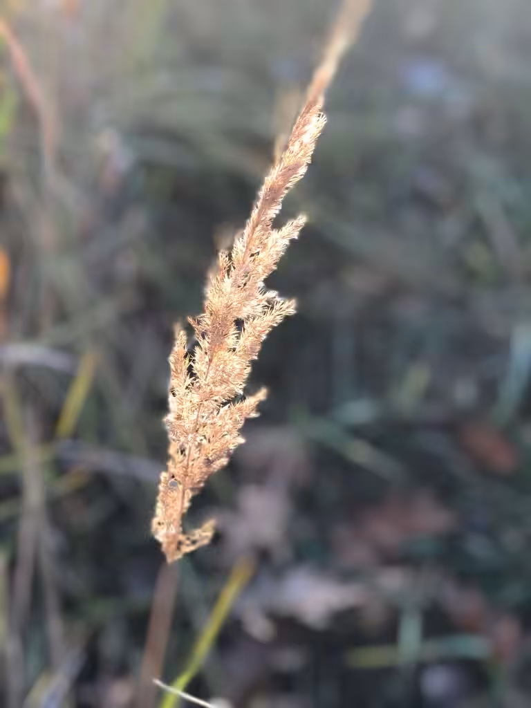 Golden Feather