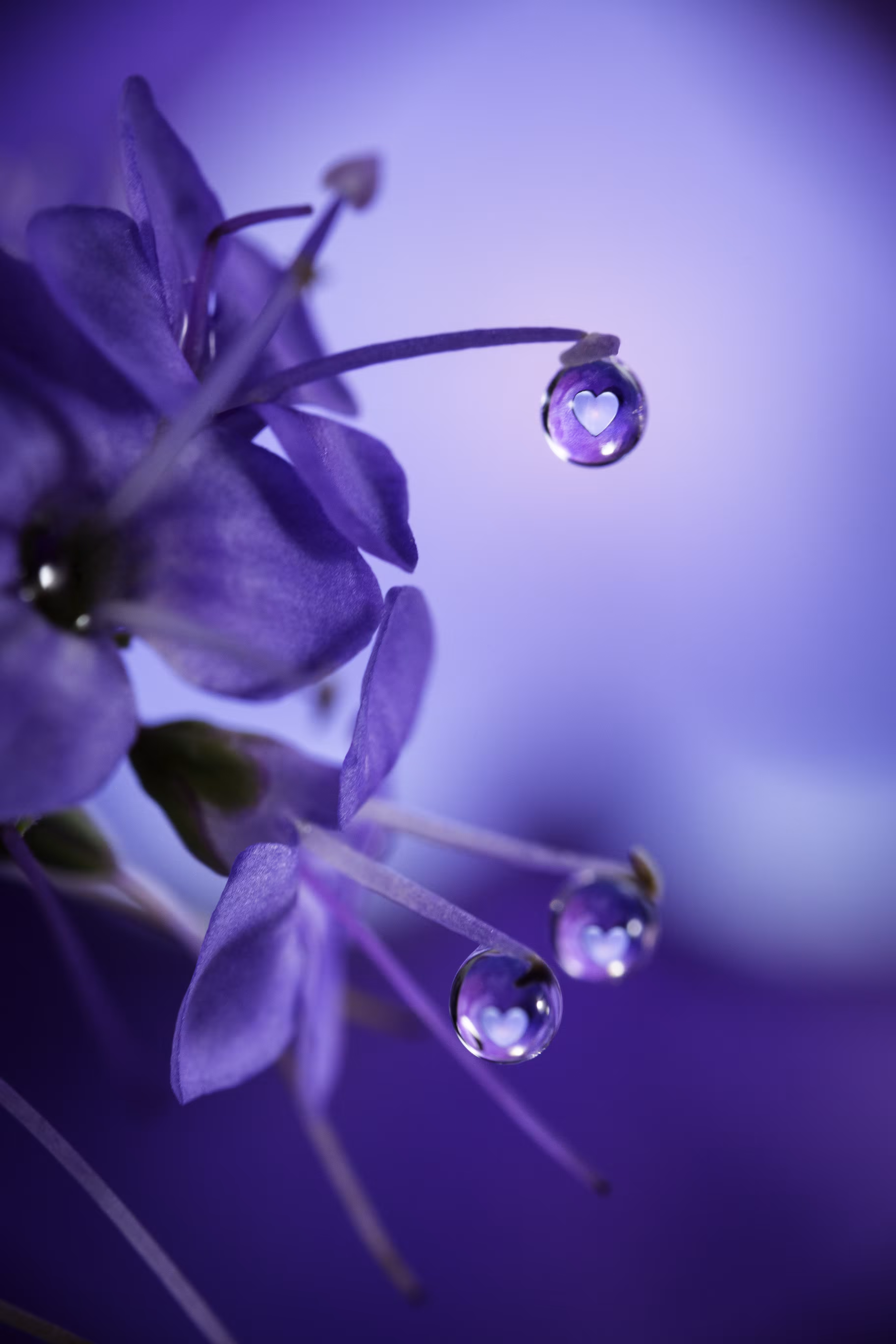 Purple Rain