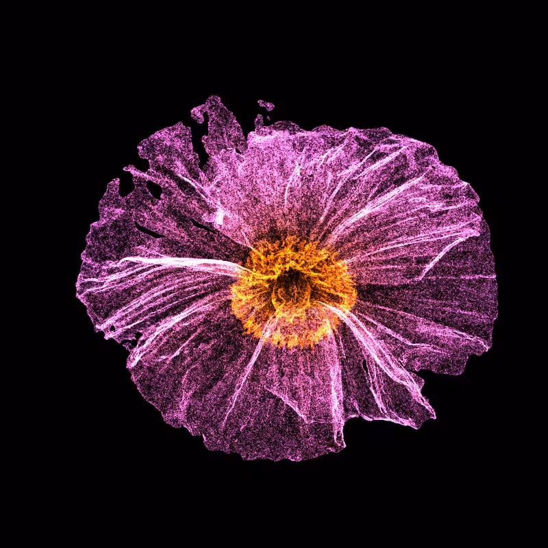 White Poppy 30 #3