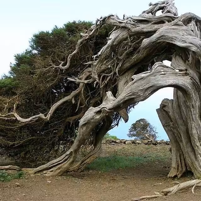 The bowed guardian