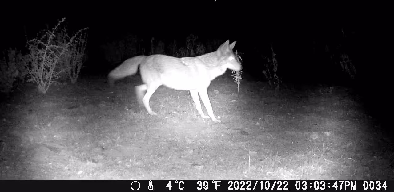 COYOTE IN THE YERBA SANTA 