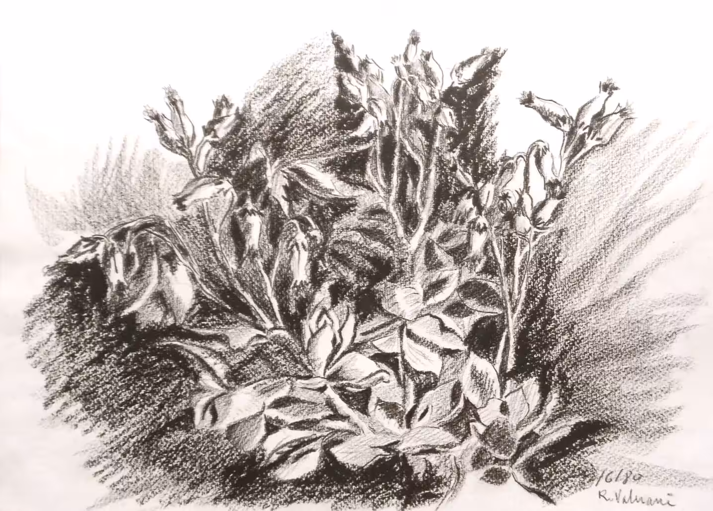 Leucojum Aestivum