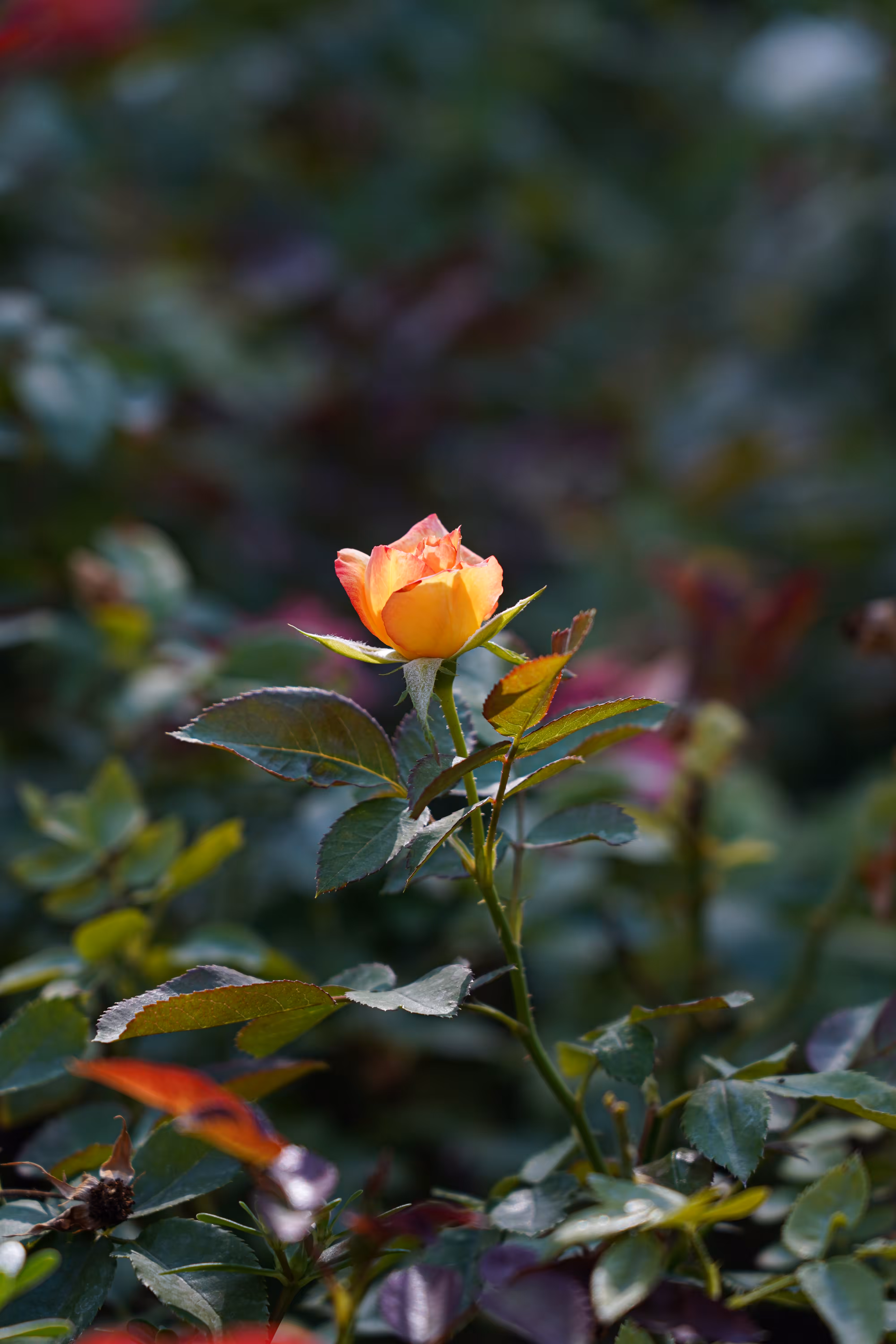 flowers: Sun bud