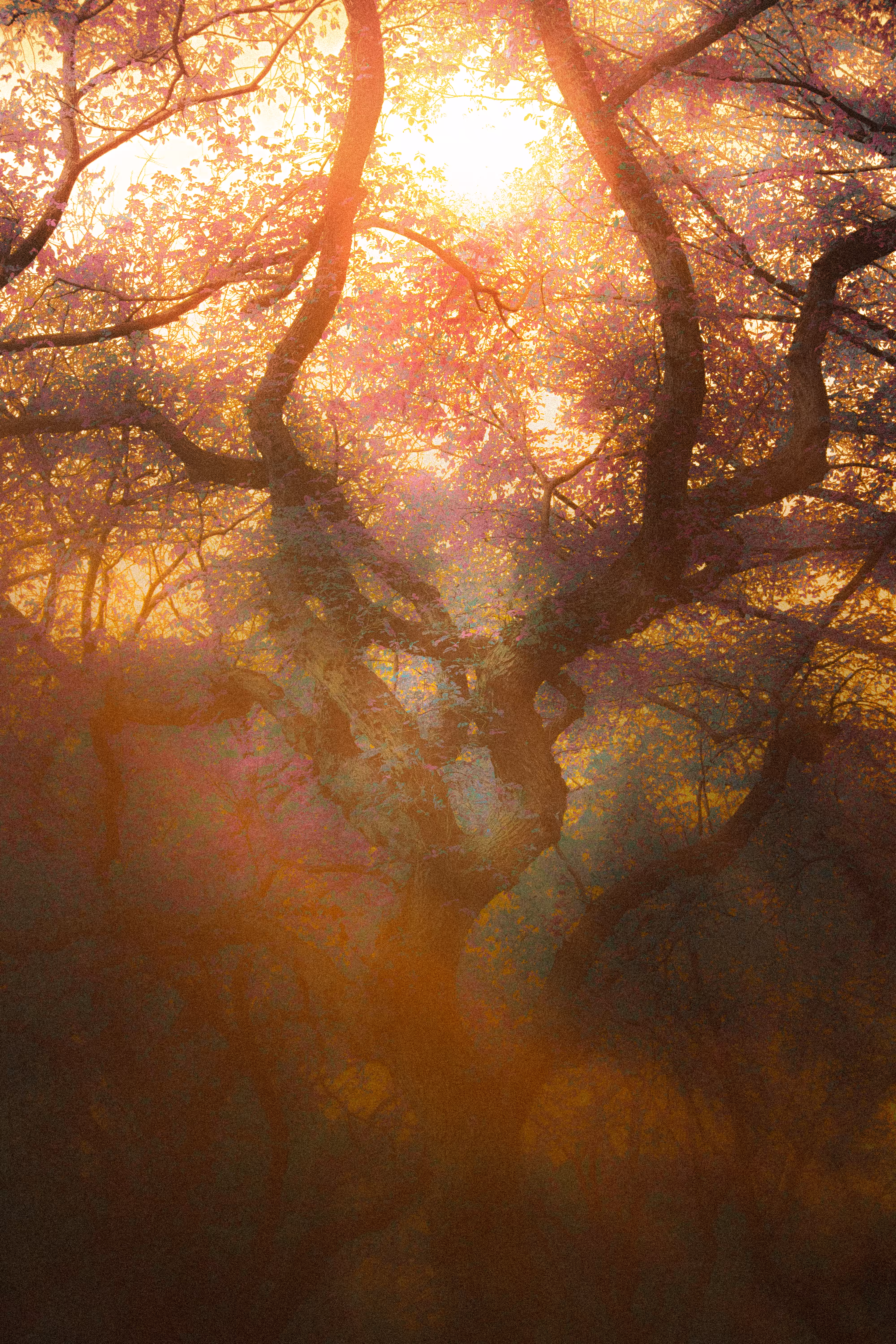 Enchanted Dawn: The Birth Place Of Magick
