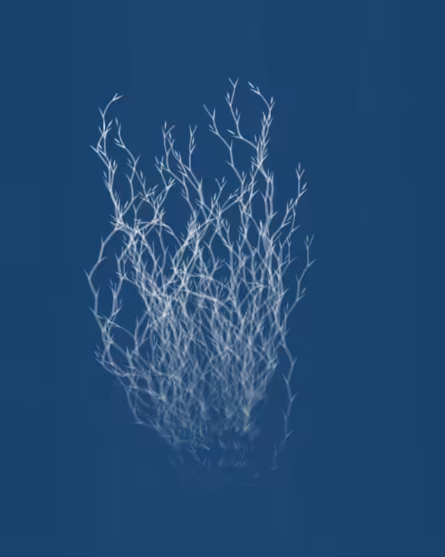 Cyanotypes #201