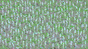 Events: 200 Skeletons