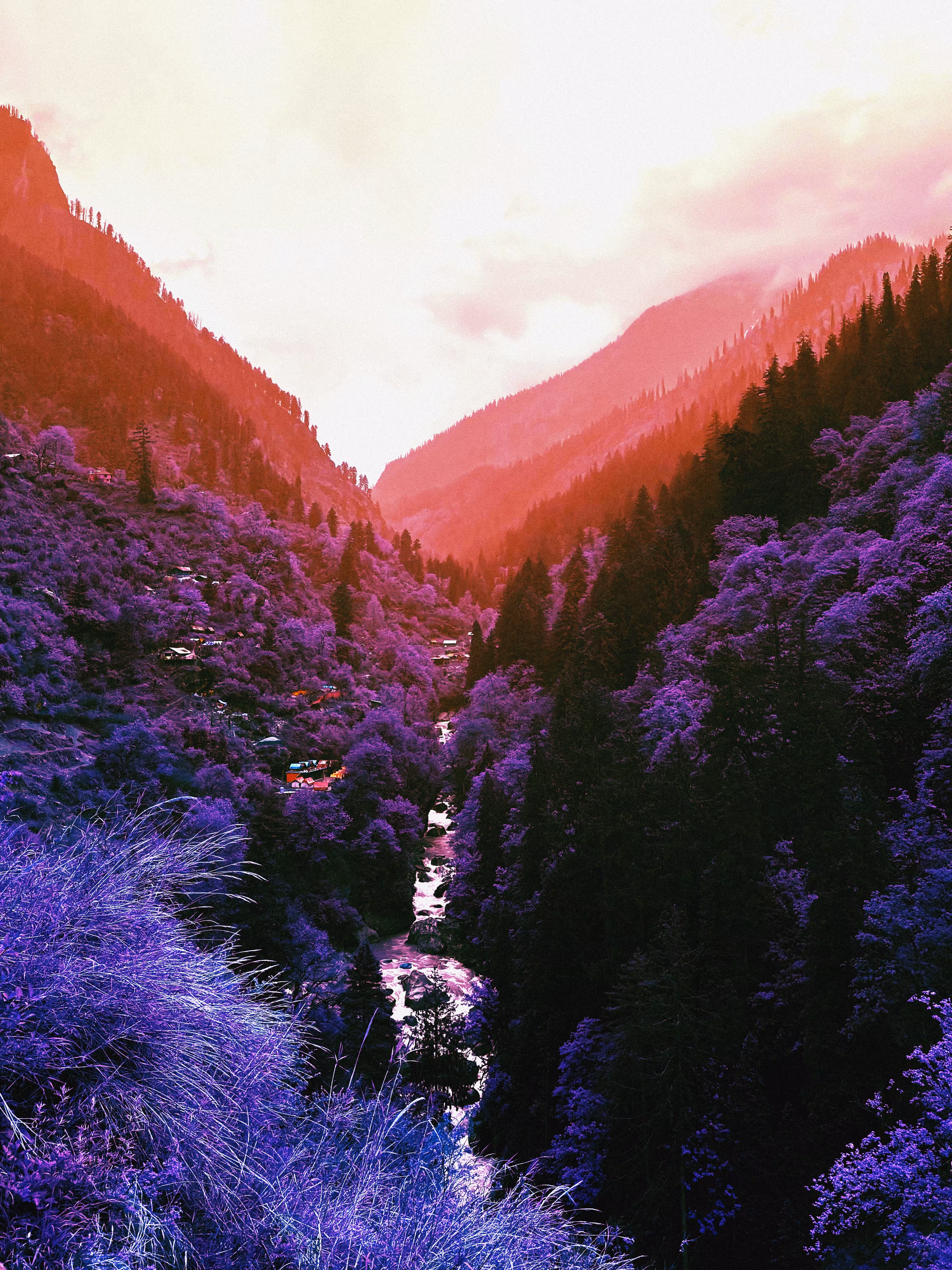 Lavender Village