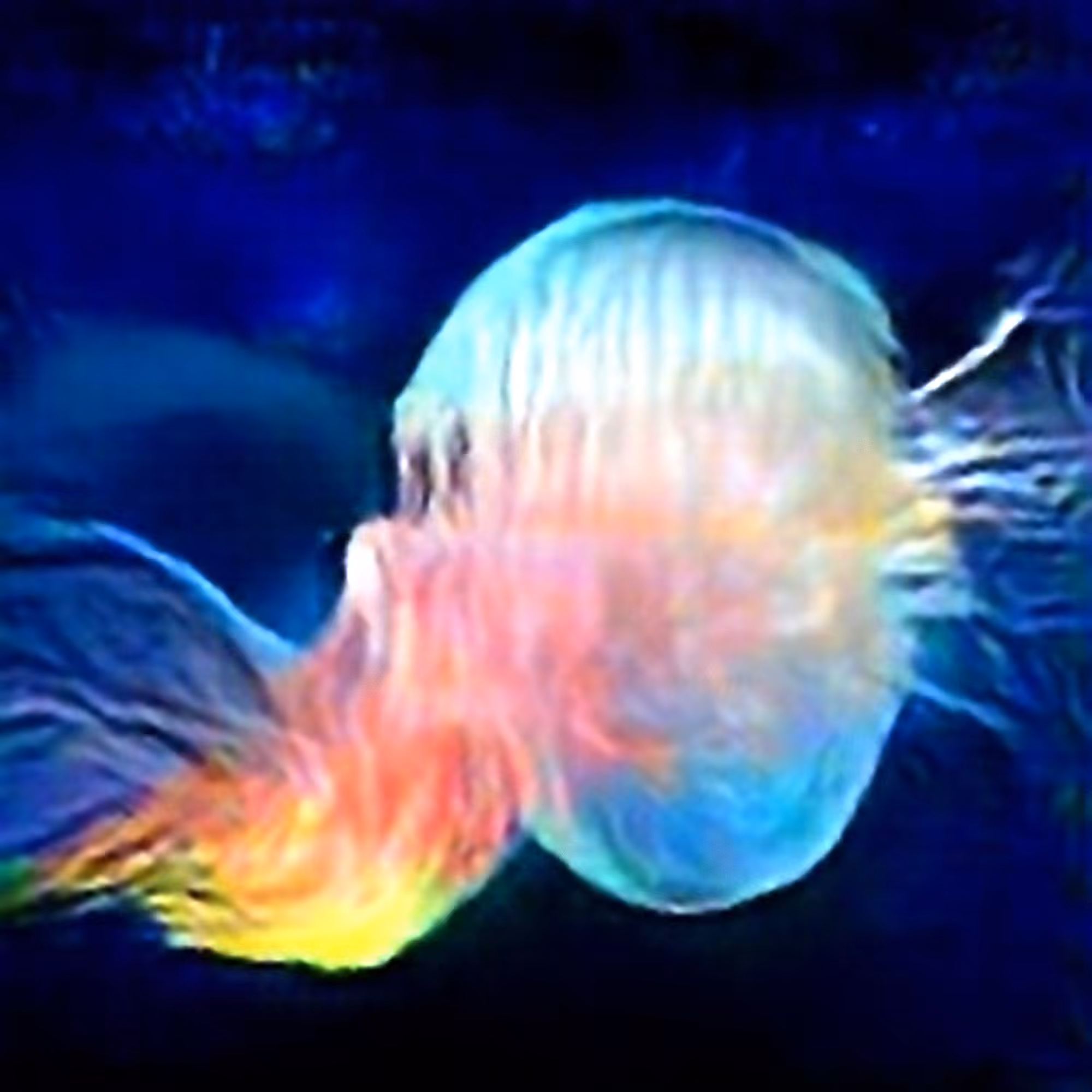 Dreams of Jellyfish #7 (Corpus: Seaweed Dreams)