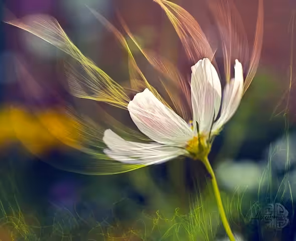 Flower fantasy