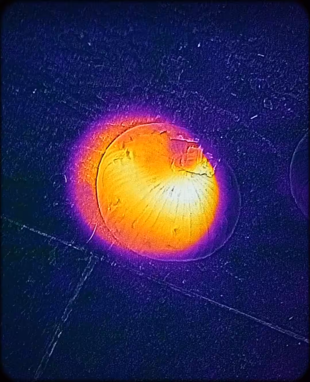 An onion that was left in the sun and another that was not!