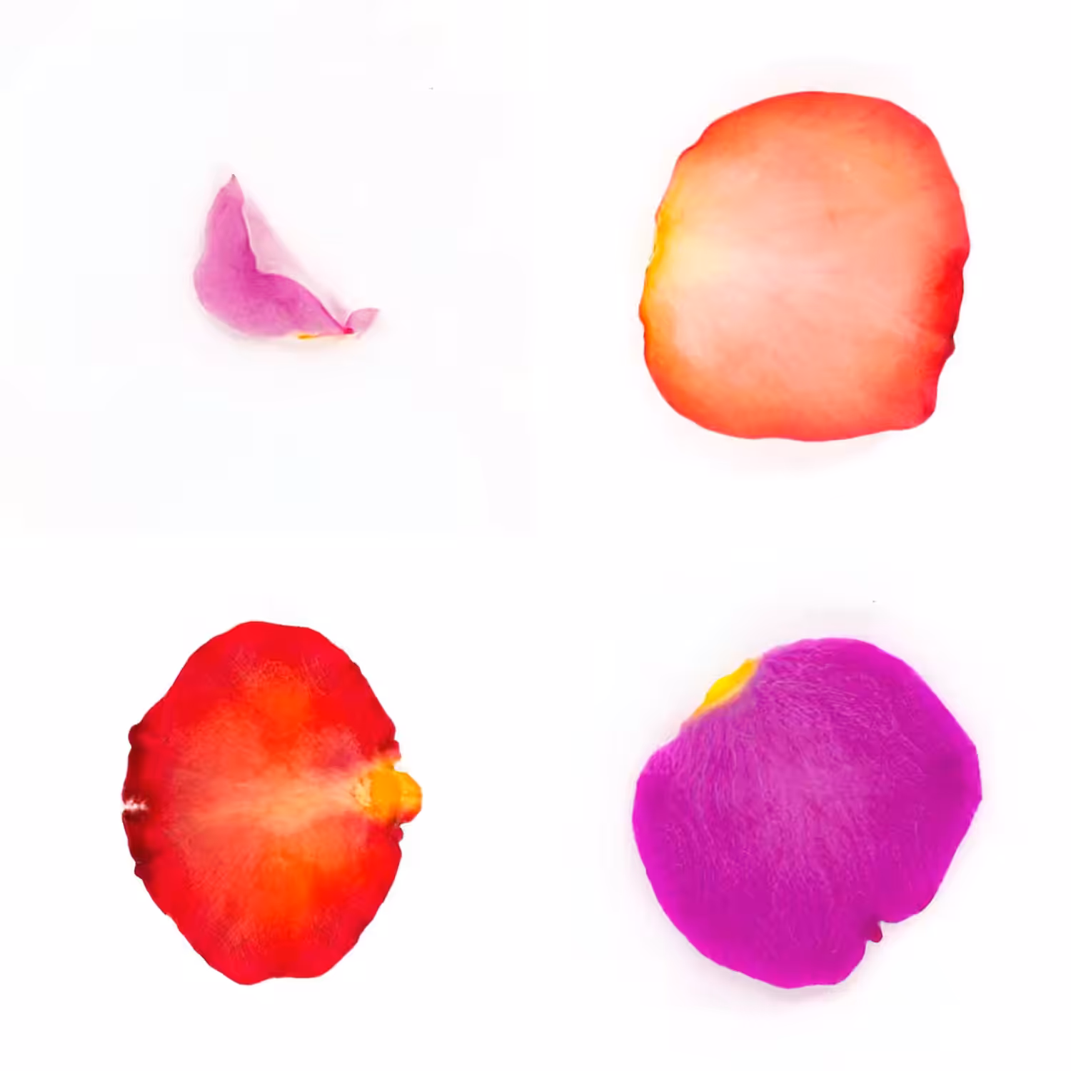 Infinite Petals 2x2#20098