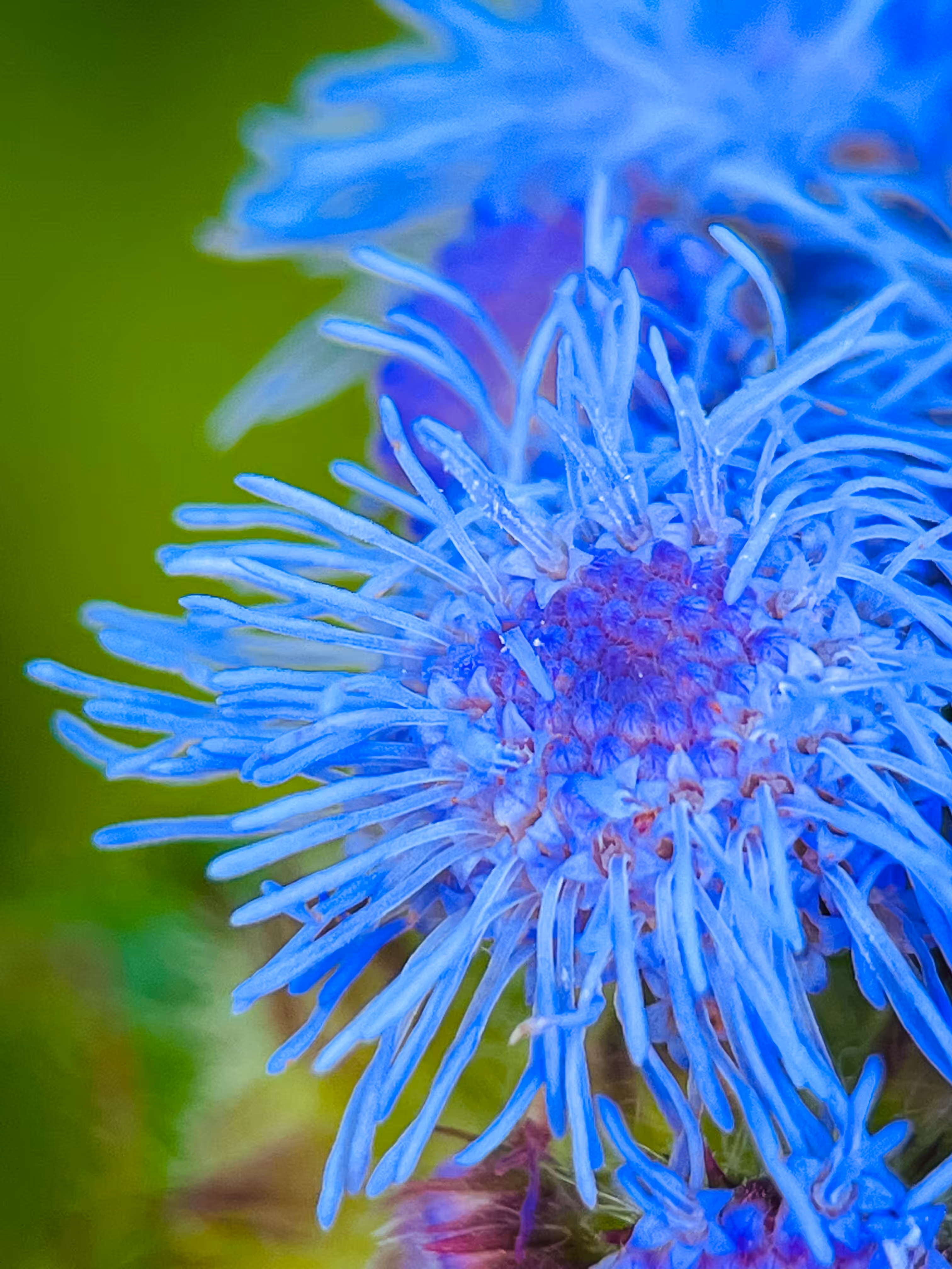 In shades of blue, dreams take flight on the wings of possibility.