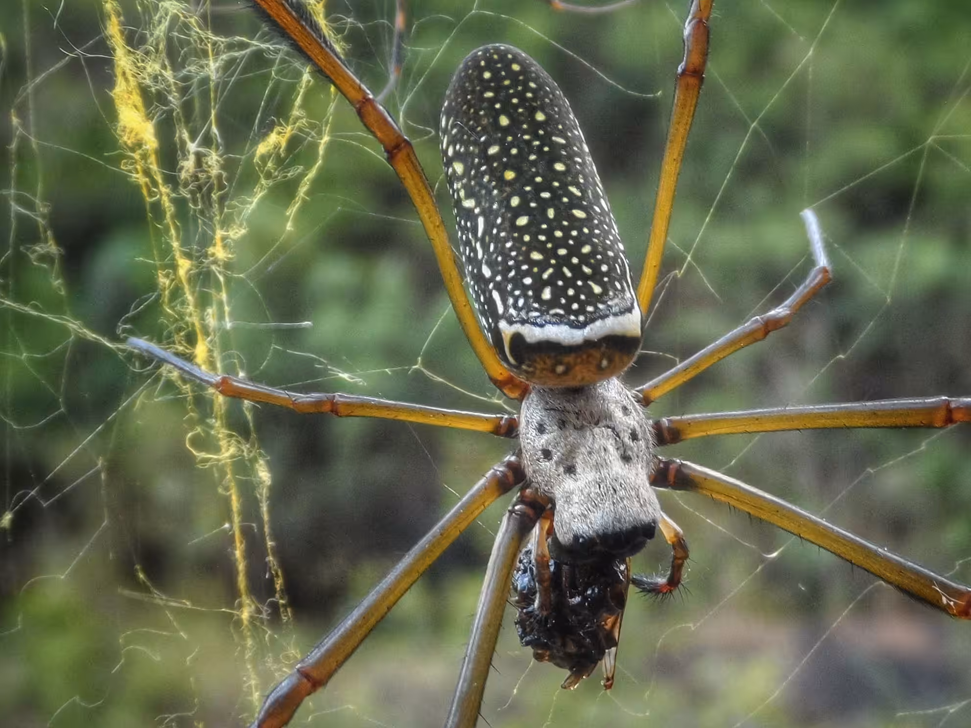 Golden Orb