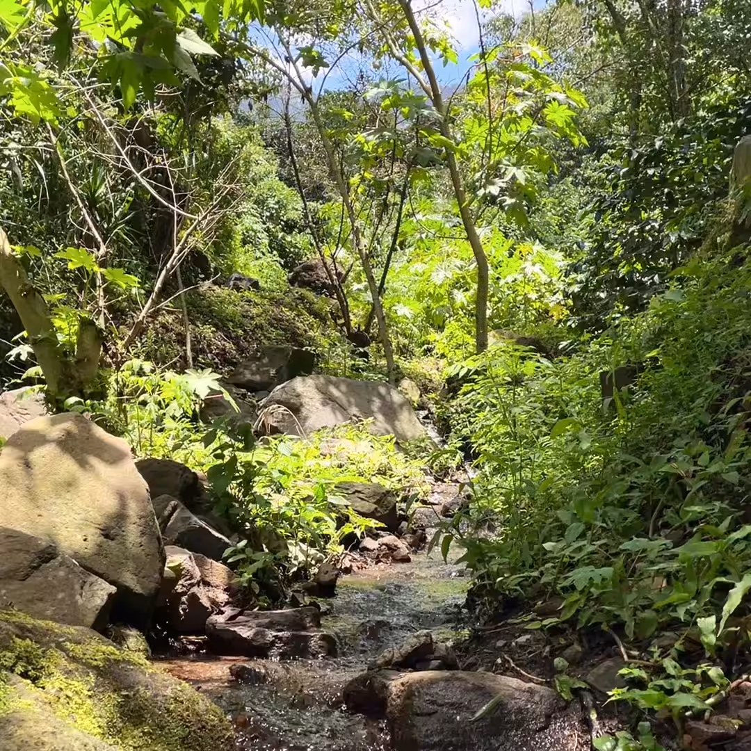 MOMENT #17 - Jungle stream.