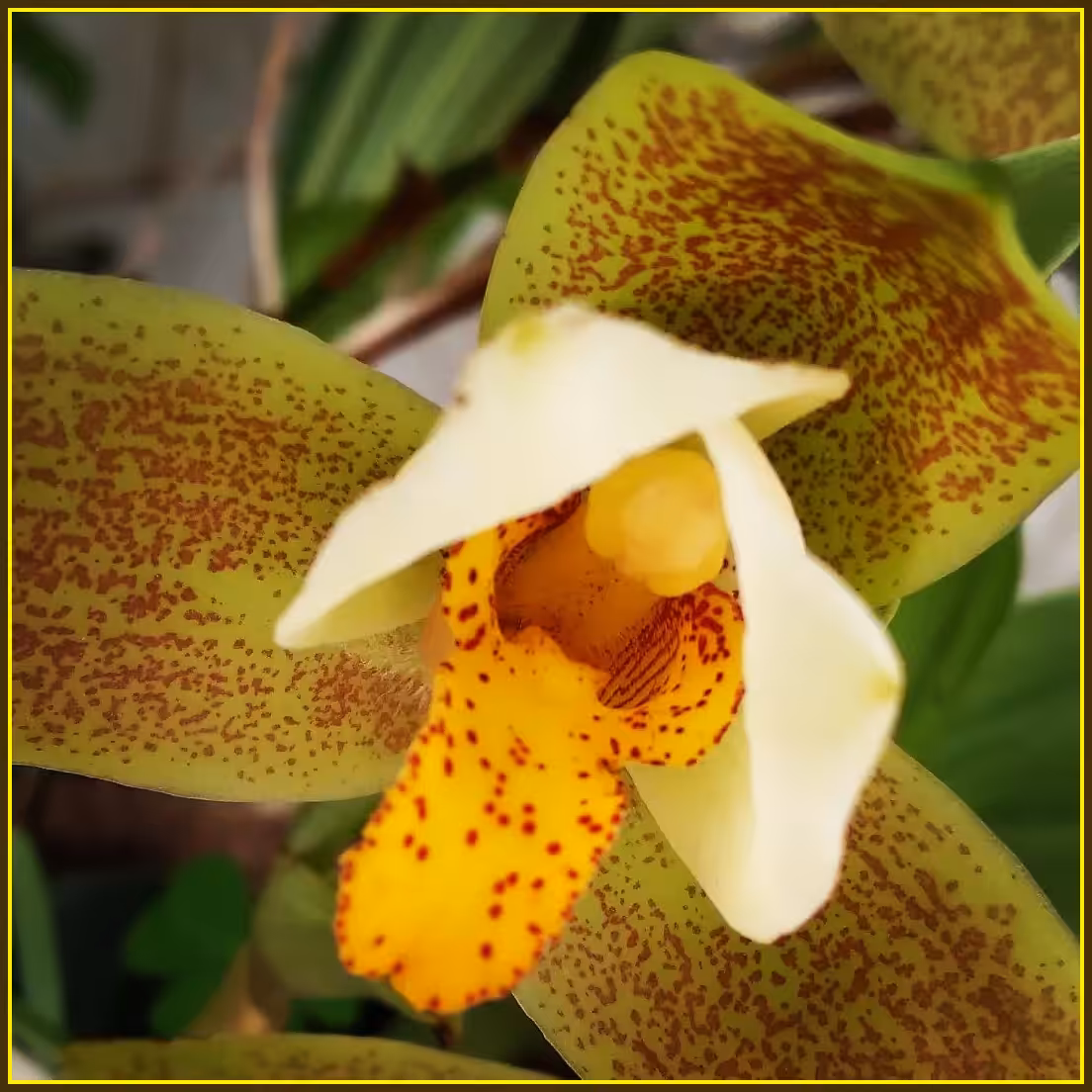 Divina Orchidaceae