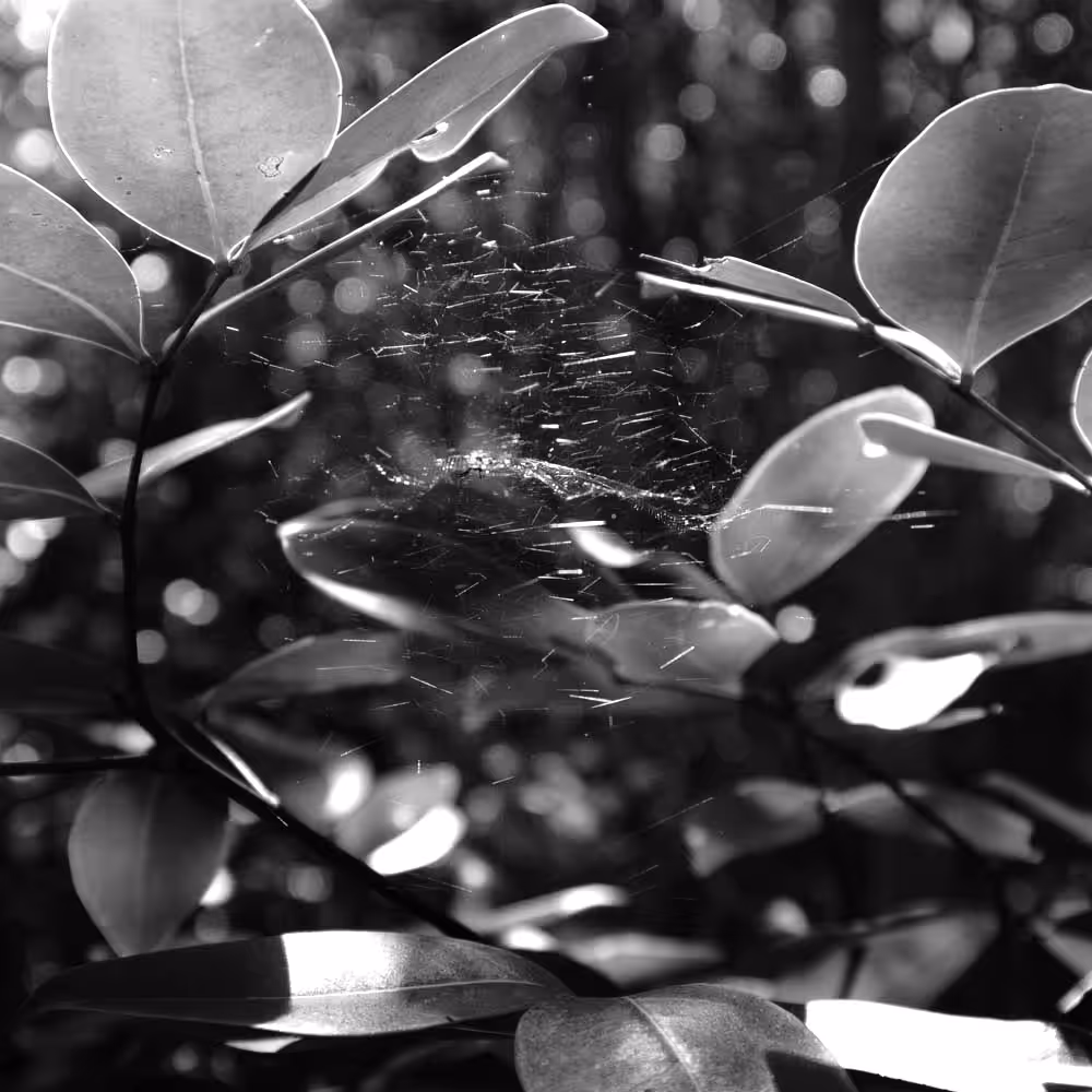 Spider Webs