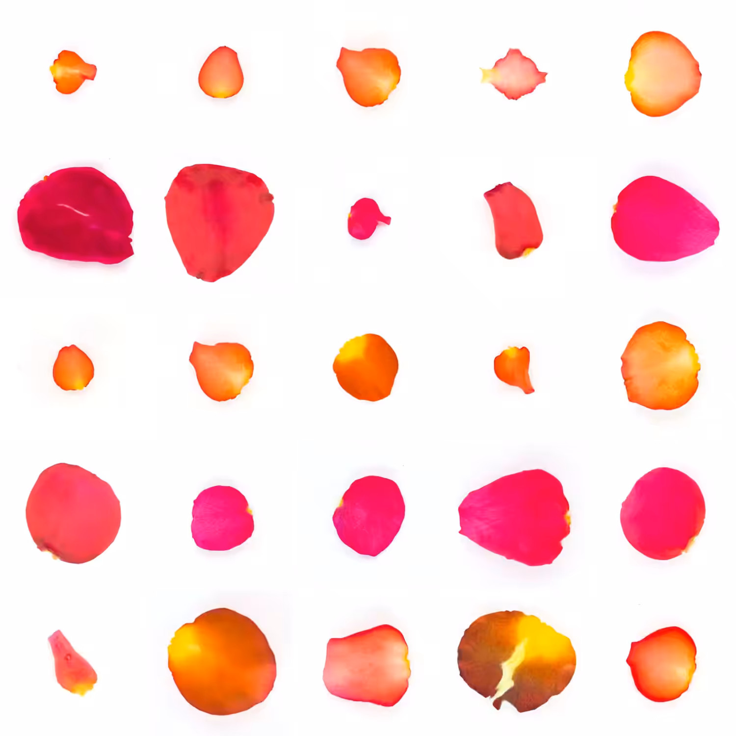Infinite Petals 5x5#20724
