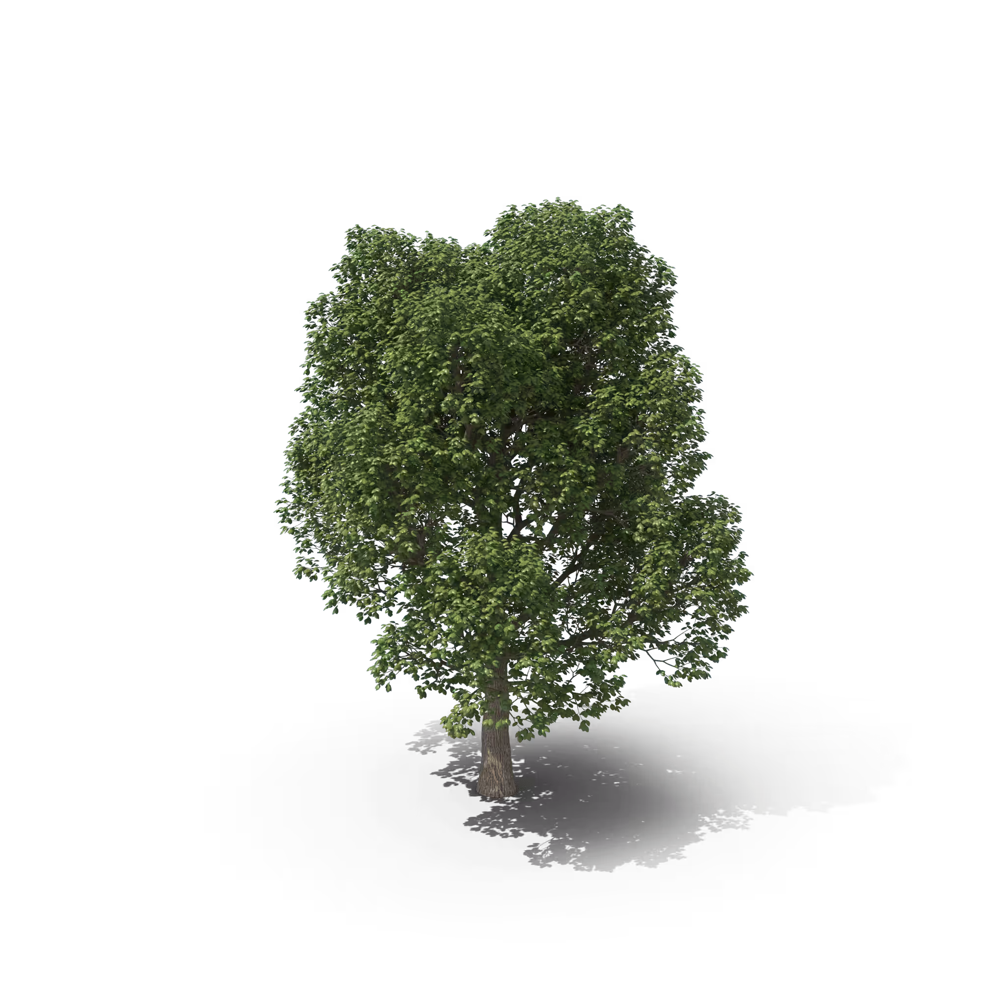 Your Tree #21