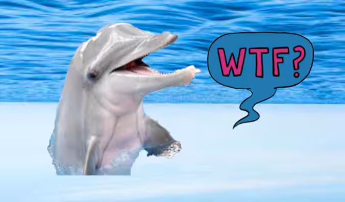WTF Dolphin #1