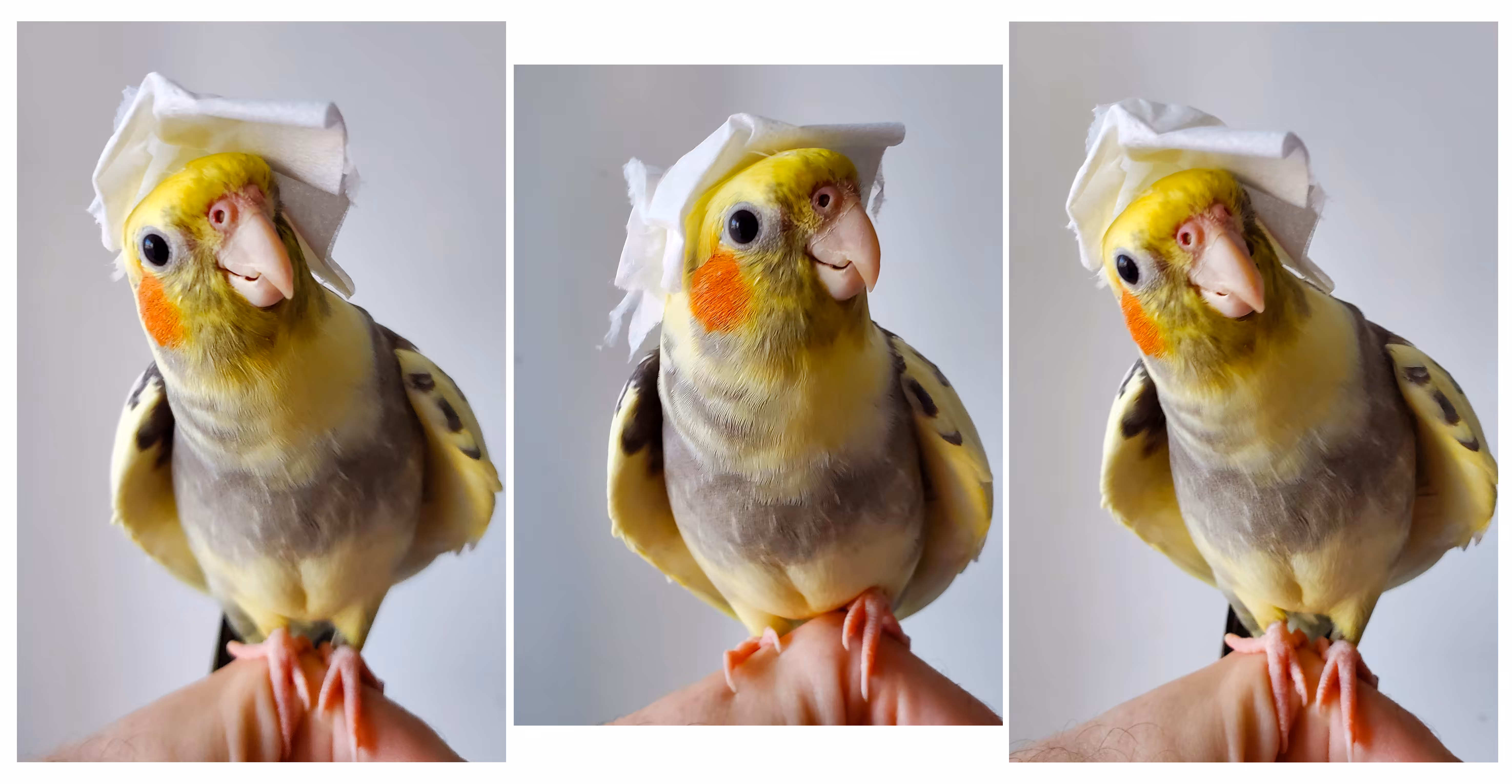 Bird With Hat
