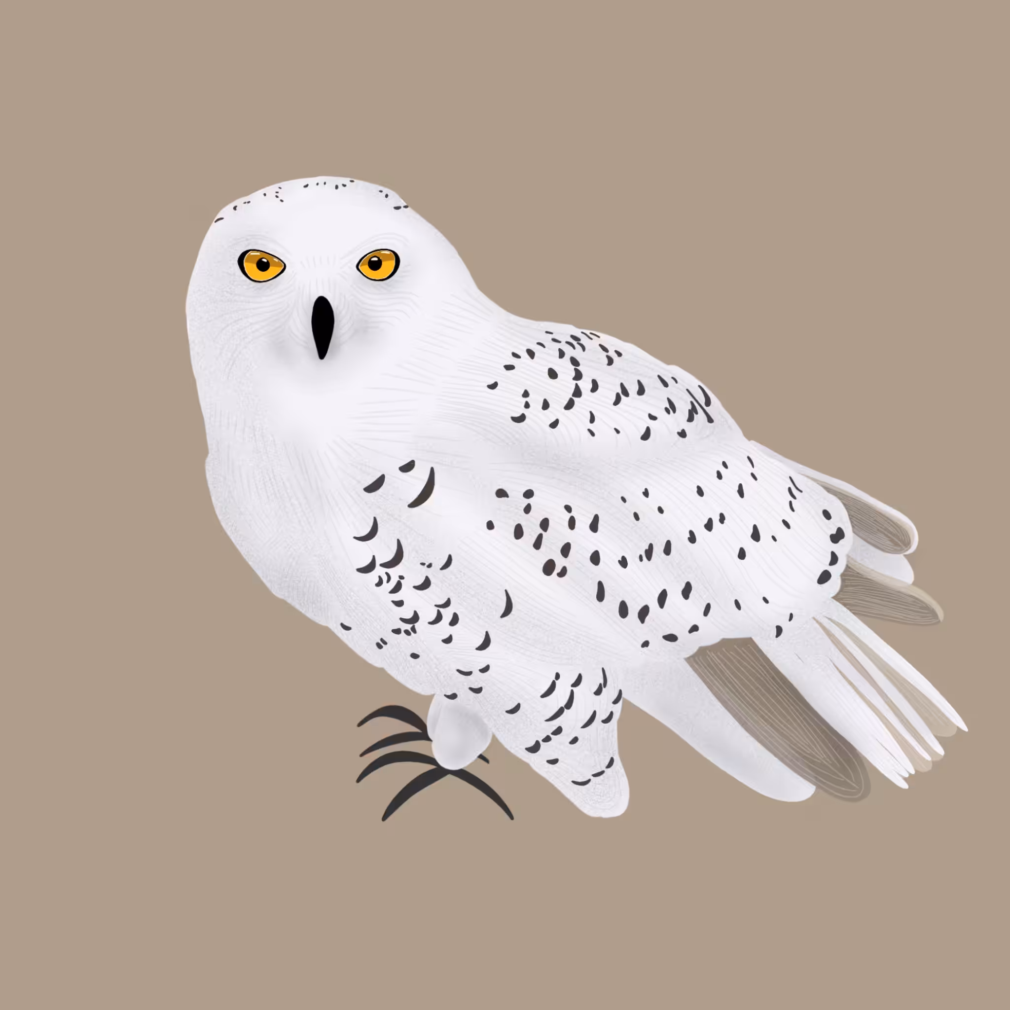 Snowy owl