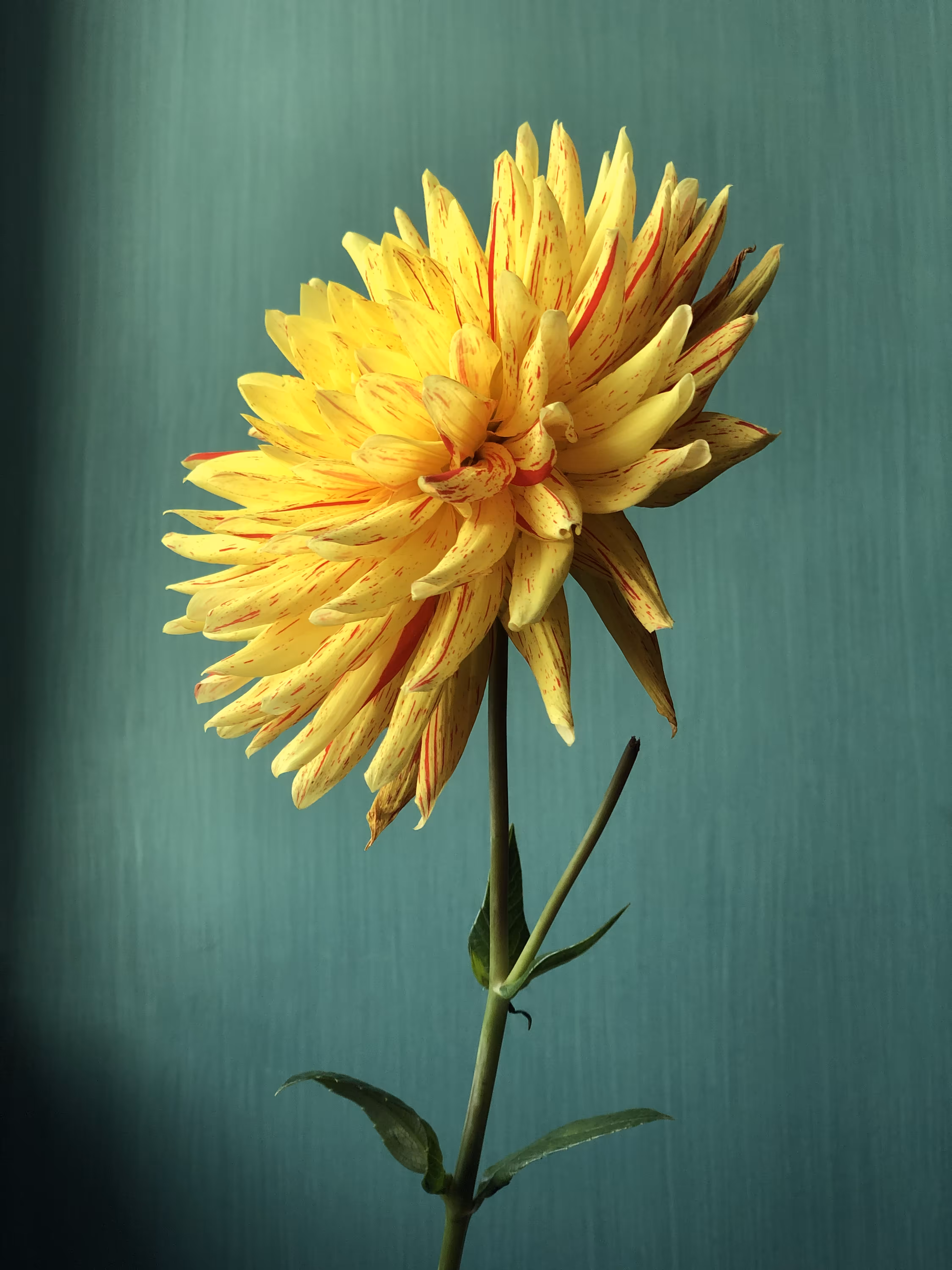 French Flower