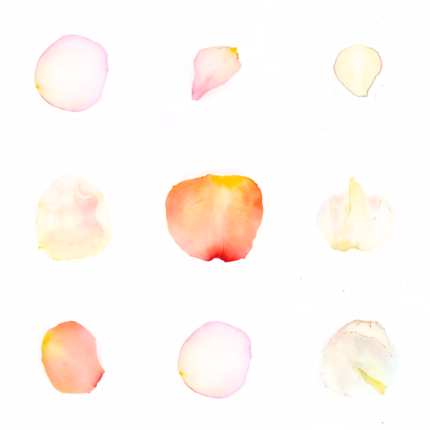 Infinite Petals 3x3#3450