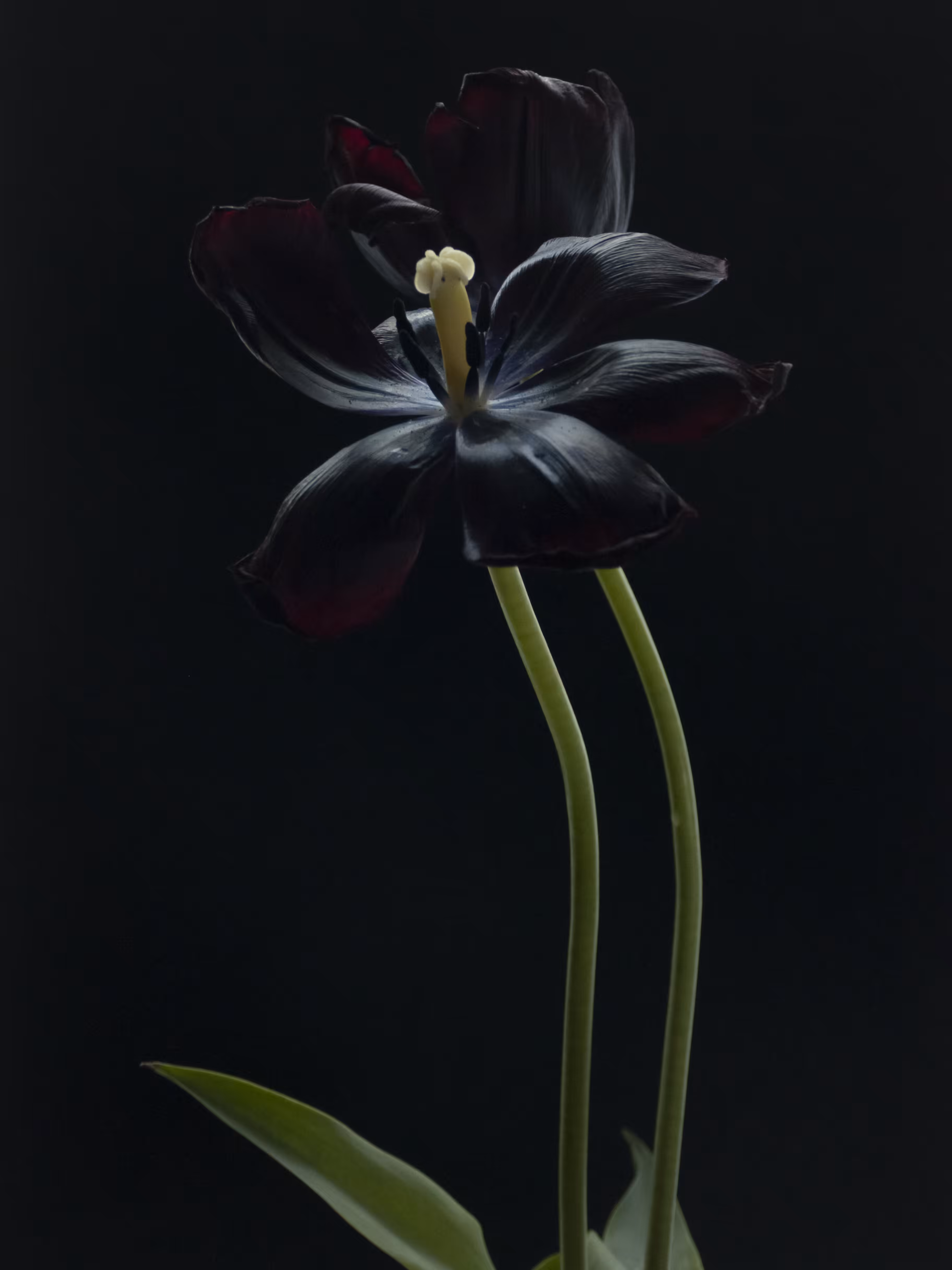 Tulip 1637 [12]